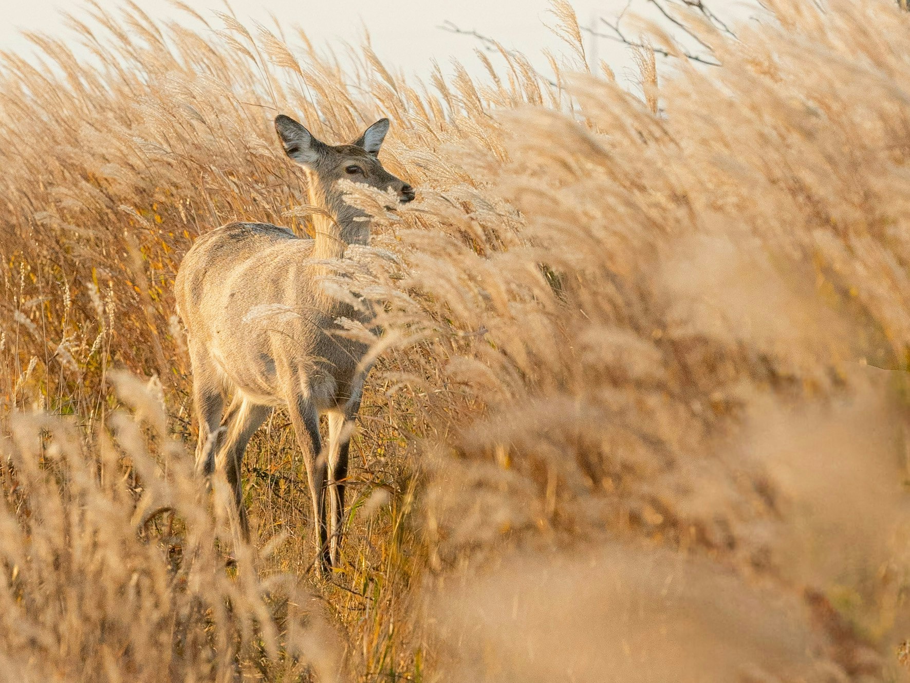 2025-03-speciesnet-wildlife-photography-image-8