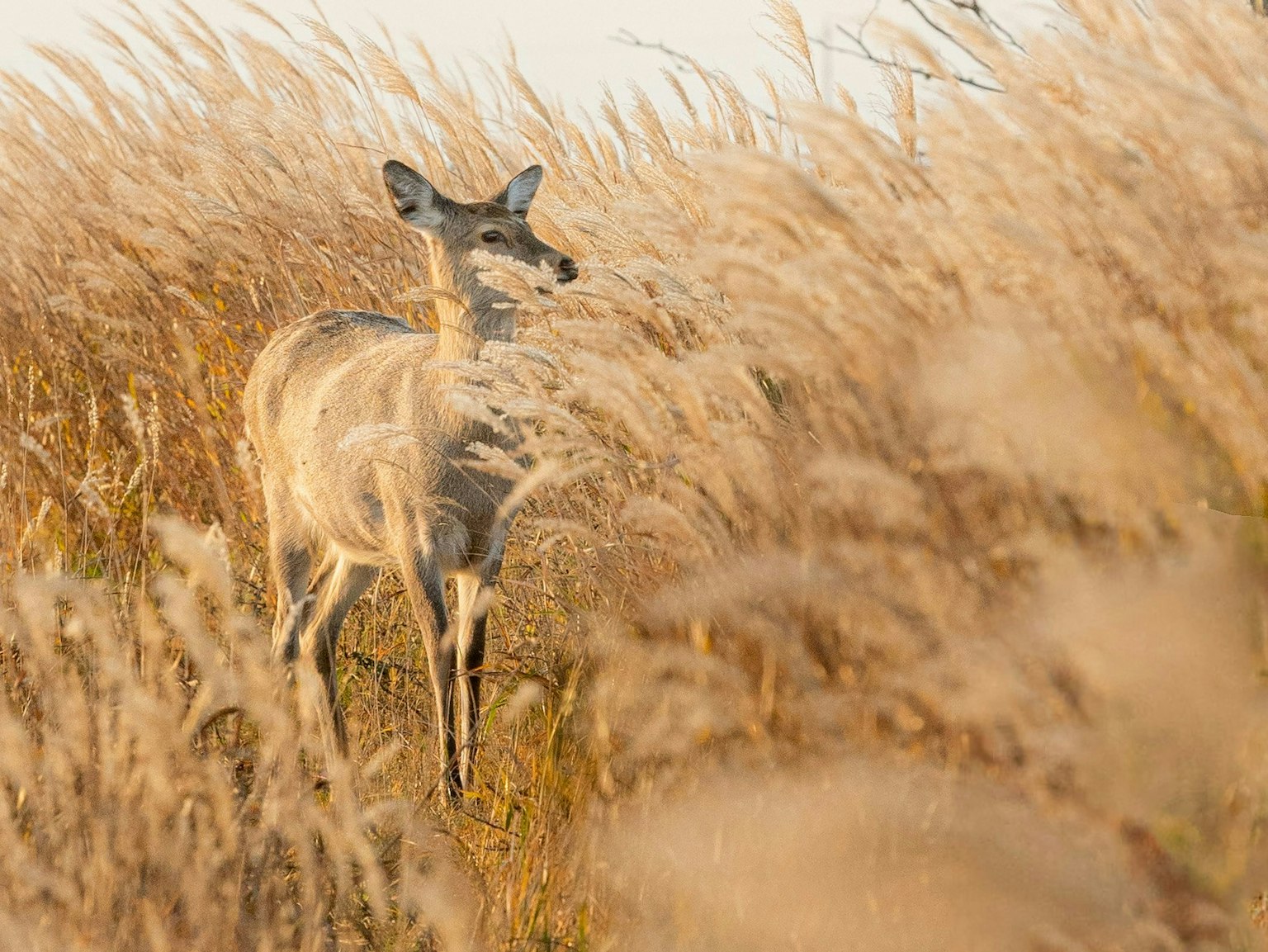 2025-03-speciesnet-wildlife-photography-image-8