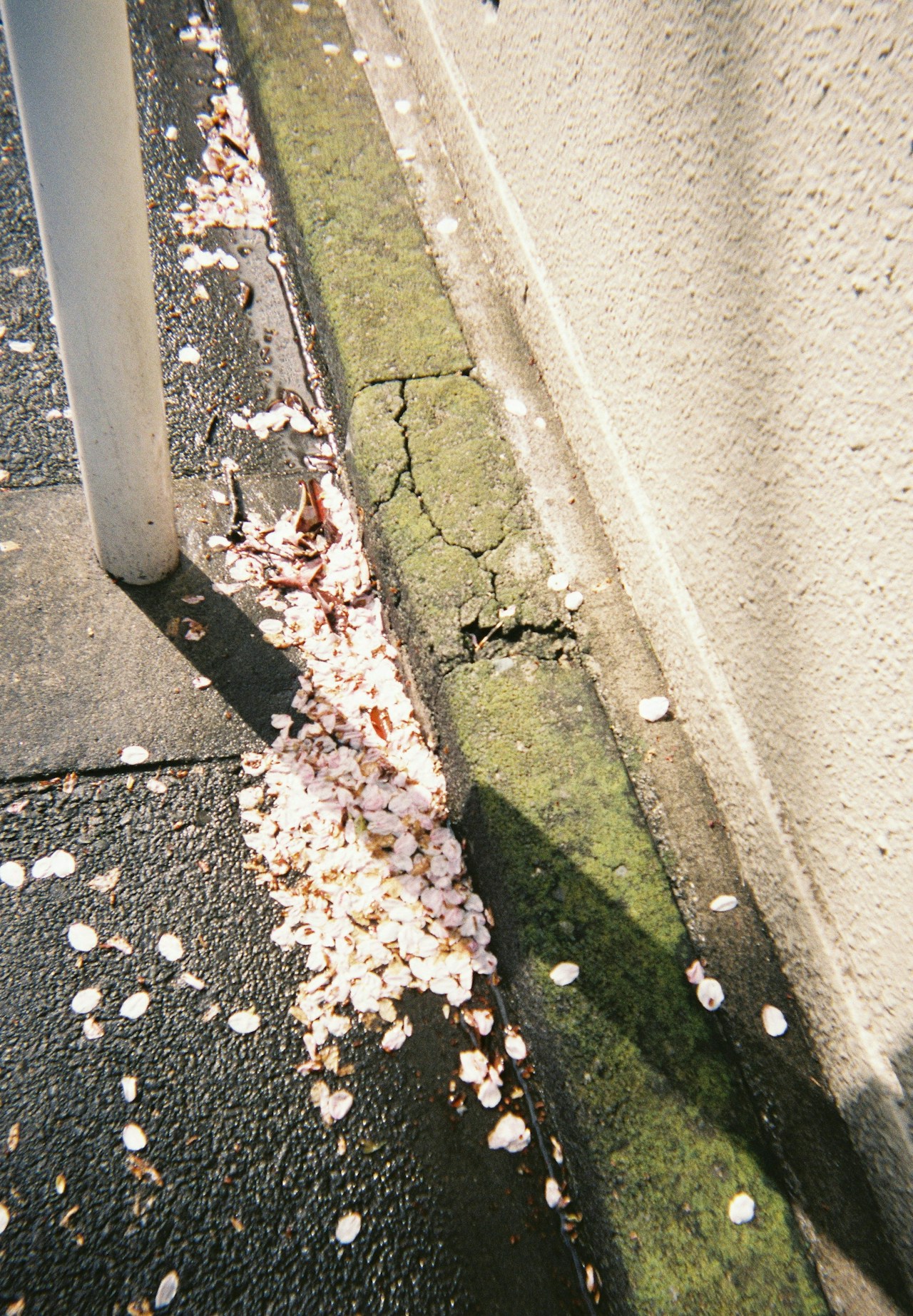 Photo by momo