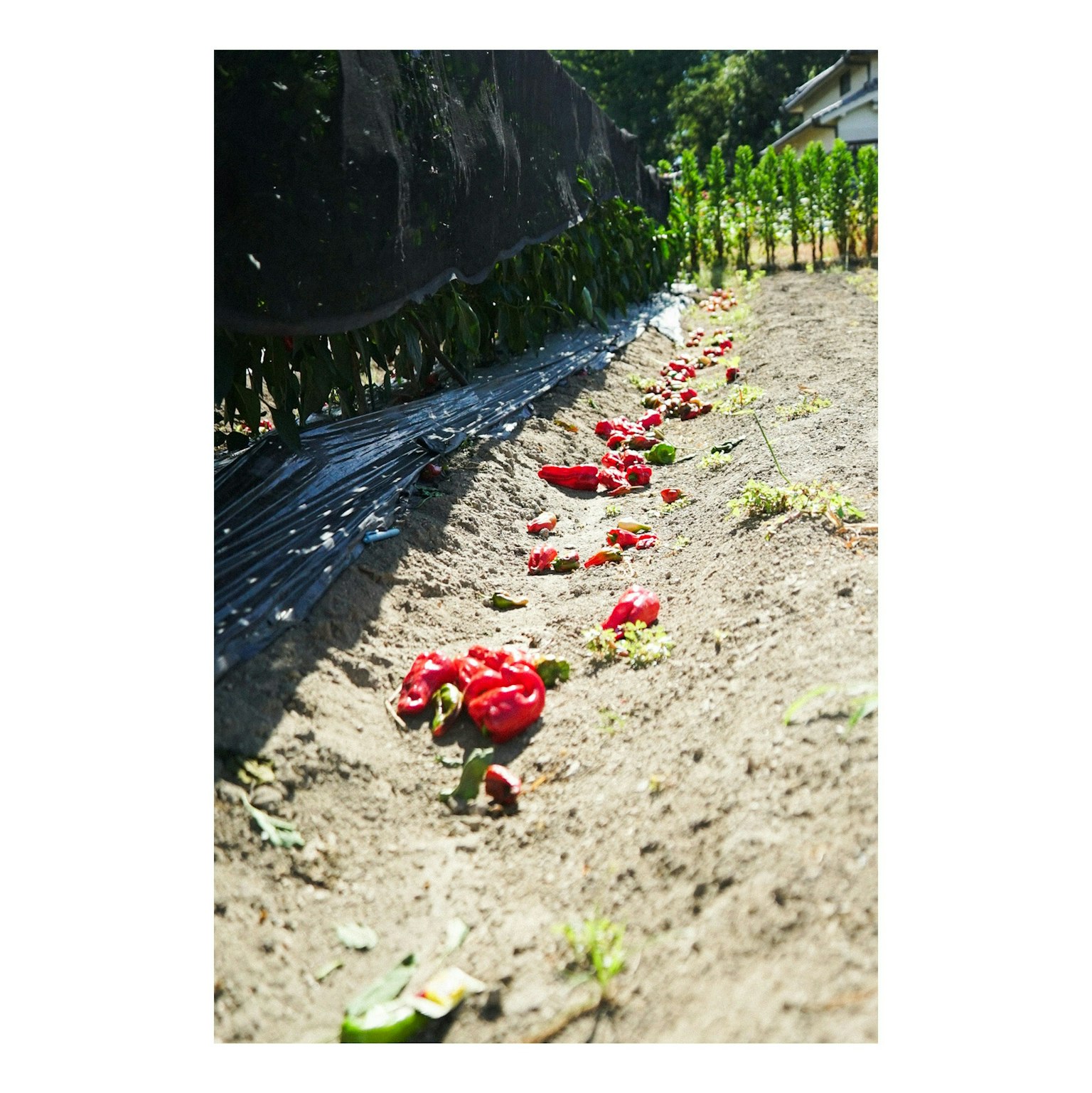 2025-08-nature-report-image-5