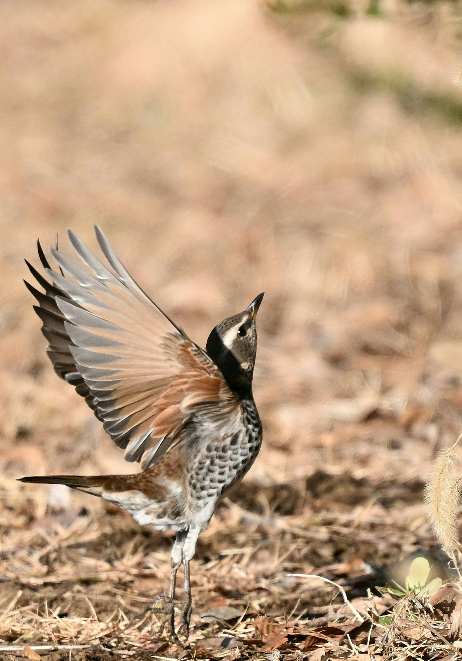 2025-03-bird-image-5