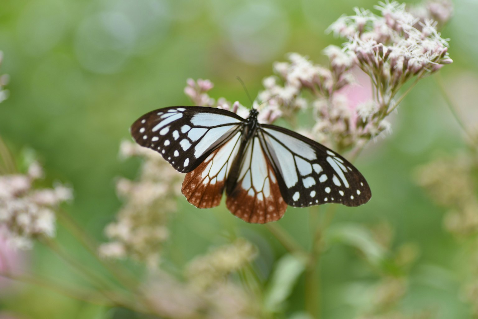 2024-12-100-years-of-future-blooms-award-image-16