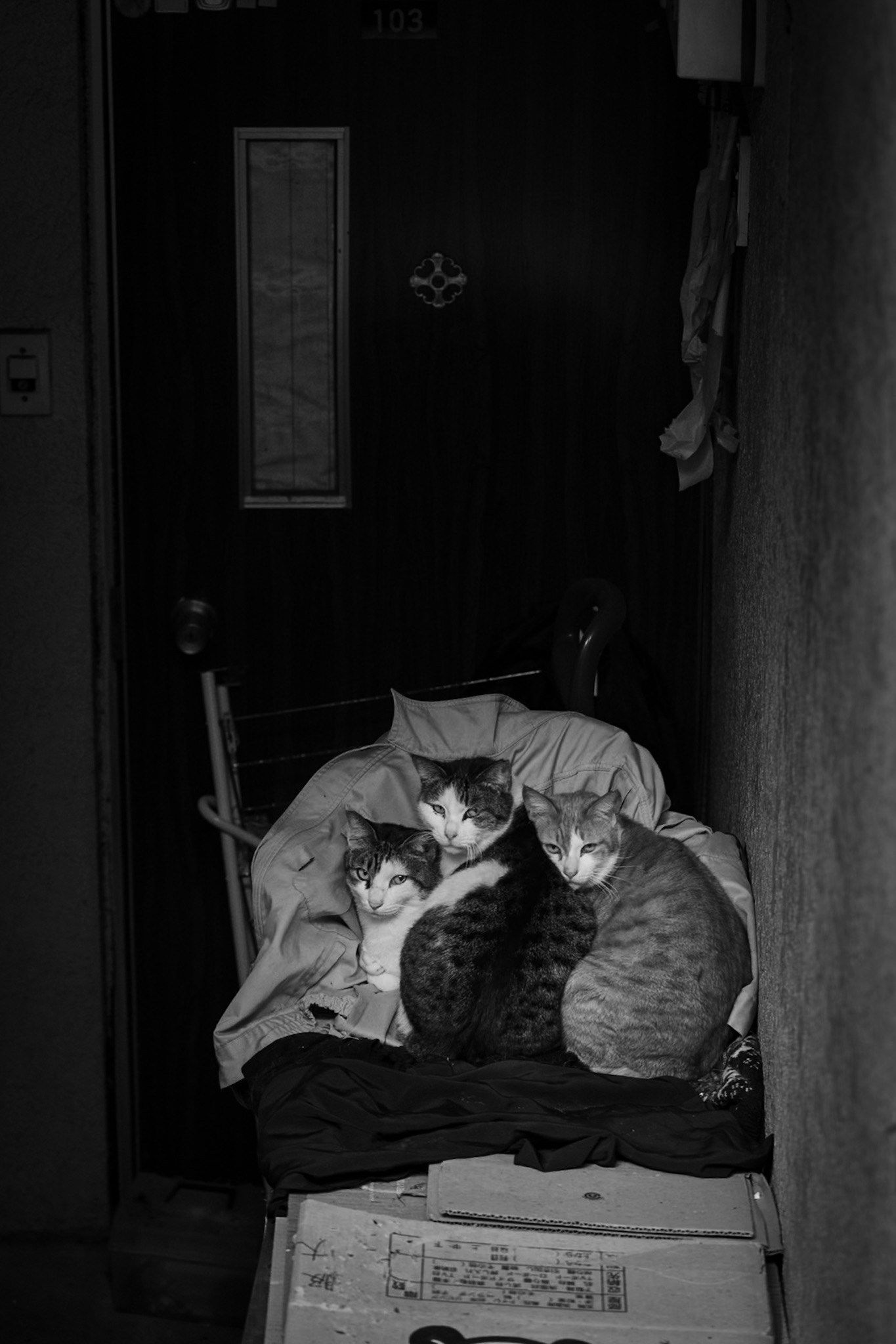 2026-04-find-new-pieces-cat-image-12