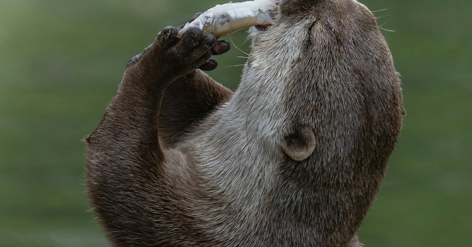 2025-03-speciesnet-wildlife-photography-cover-image