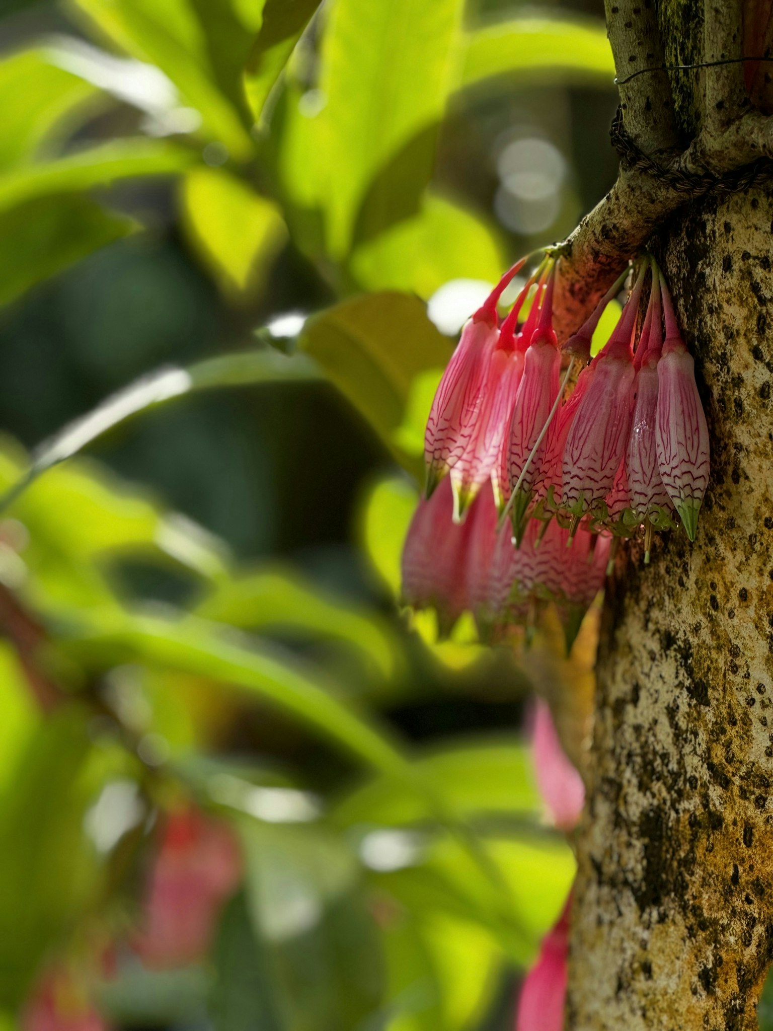 2024-12-100-years-of-future-blooms-award-image-14