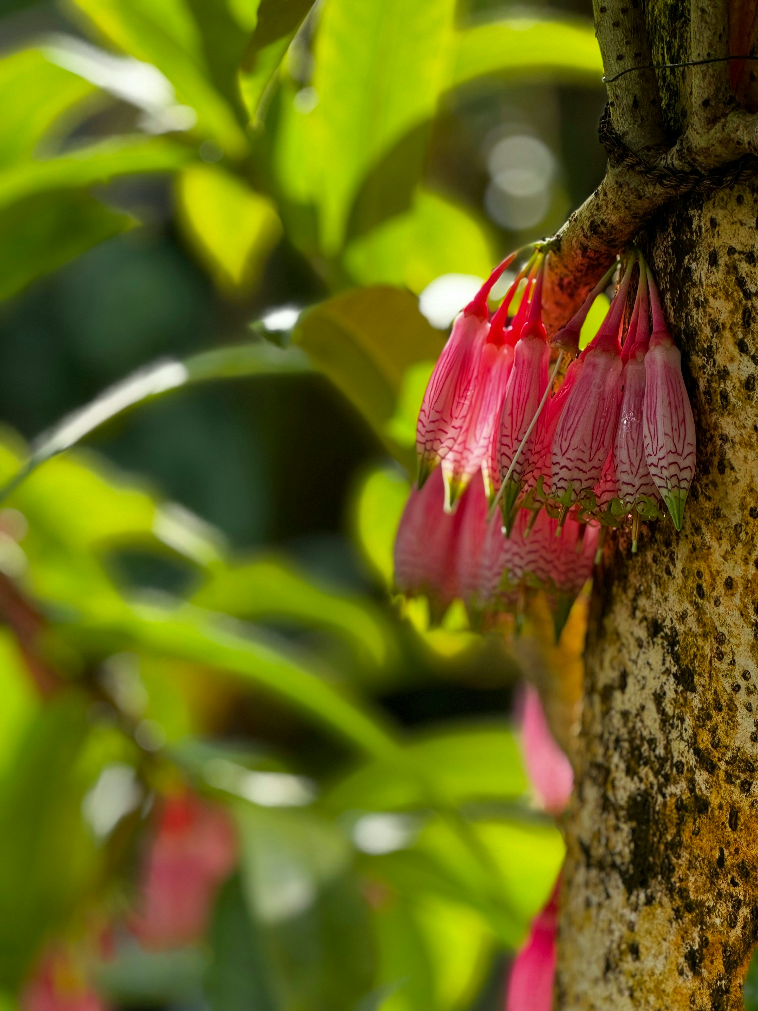2024-12-100-years-of-future-blooms-award-image-14