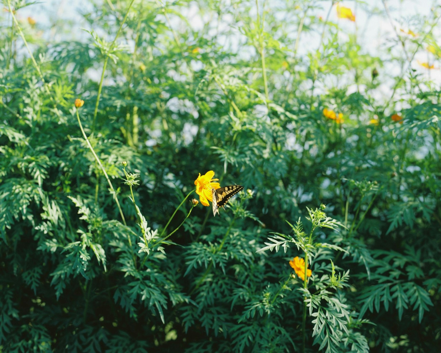 2025-11-pick-up-photos-no-249-253-image-5