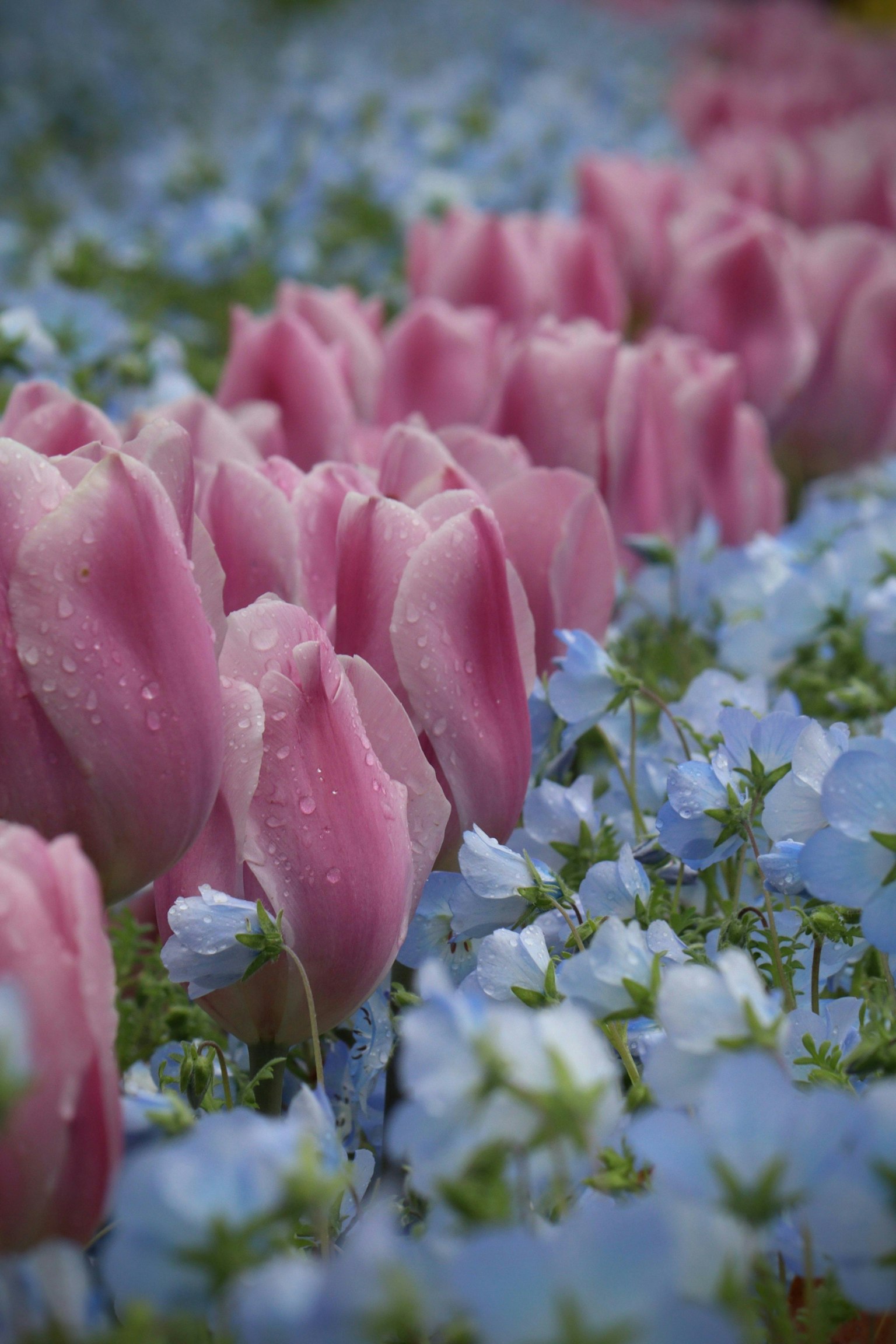 2025-10-plant-portrait-photography-image-13