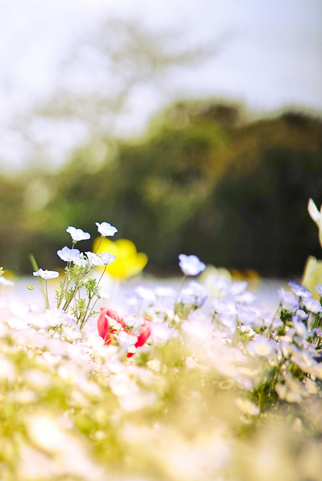 Image by fuji