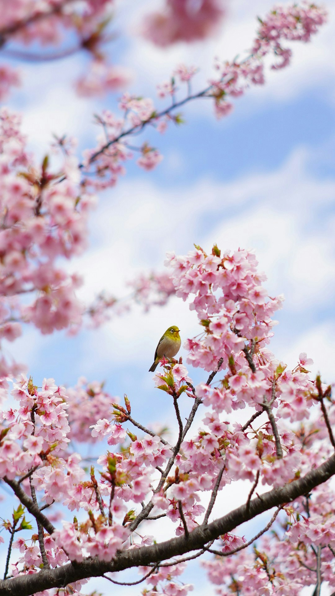 2025-04-mayu2024-oldlens-miracle-moments-image-11