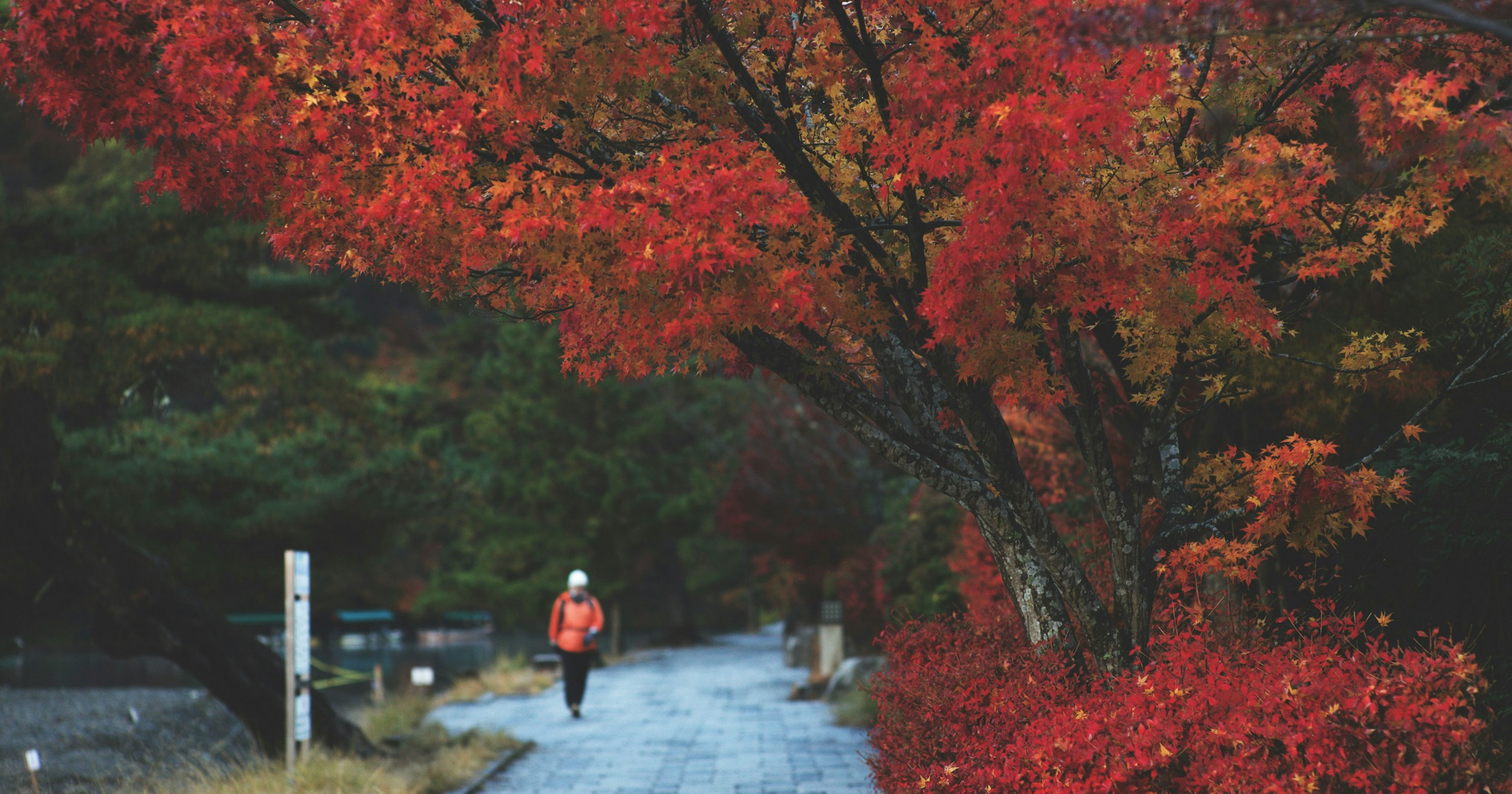【Espositori Cercasi】Evento di Novembre a Kyoto | Esponi le tue foto come poster | Release #637