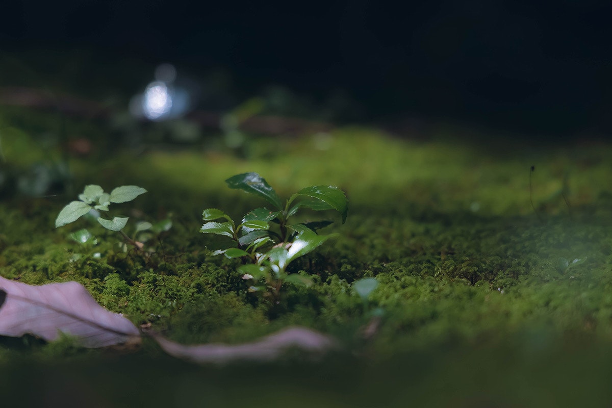 自然の静けさを写真で表現するコツ | Focus #171 | cizucu