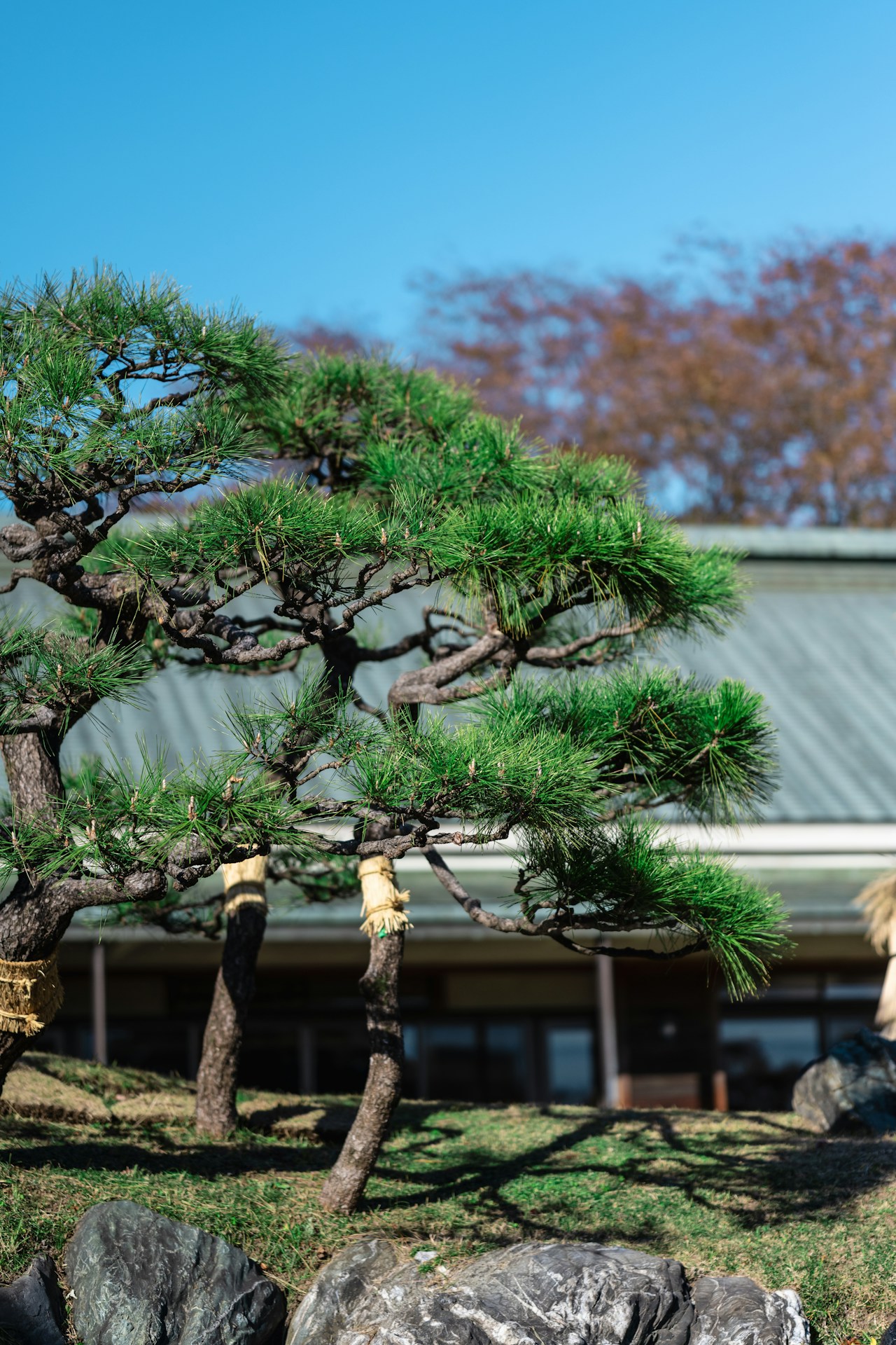 Image by YuKoreeda