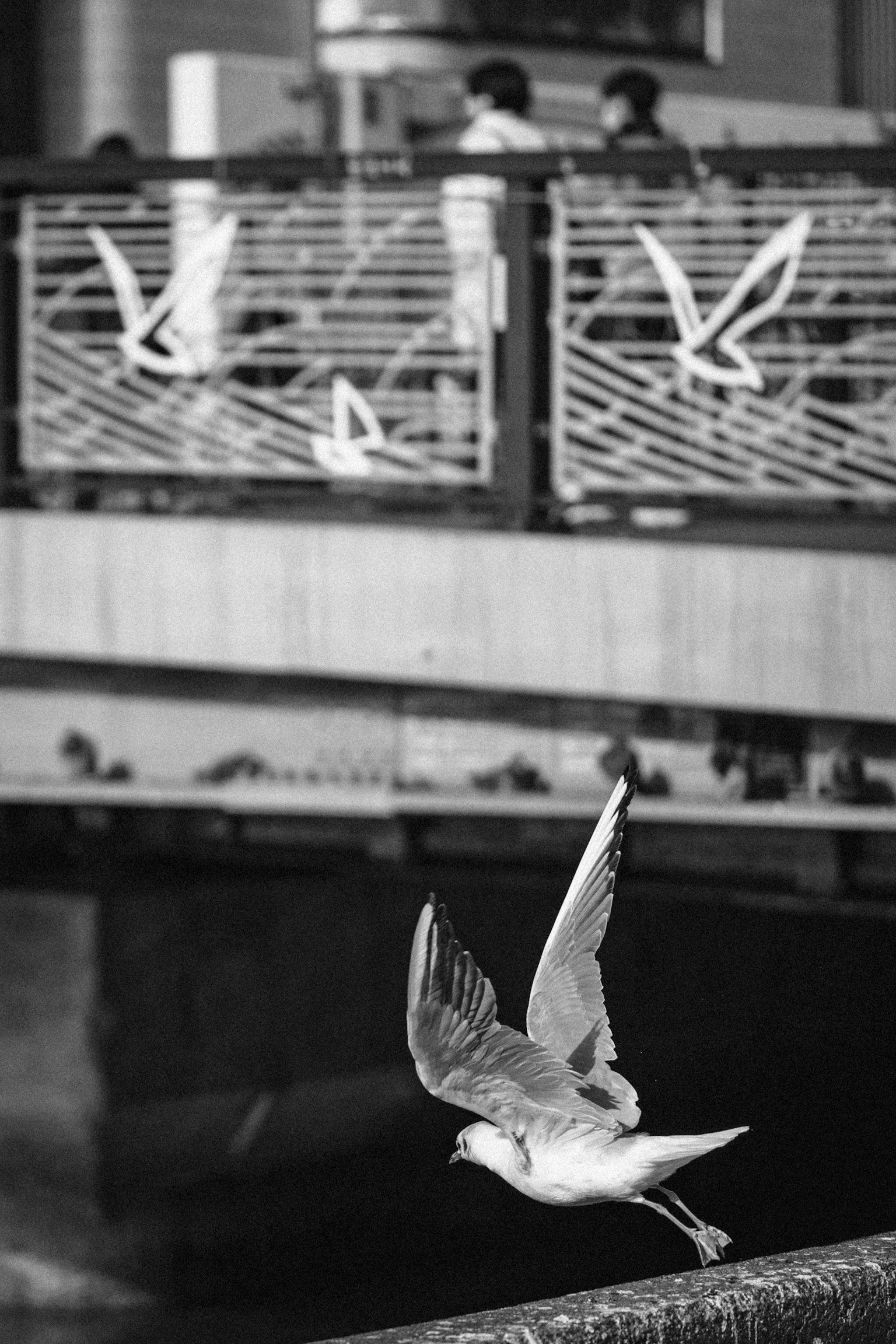 2025-03-bird-report-image-7