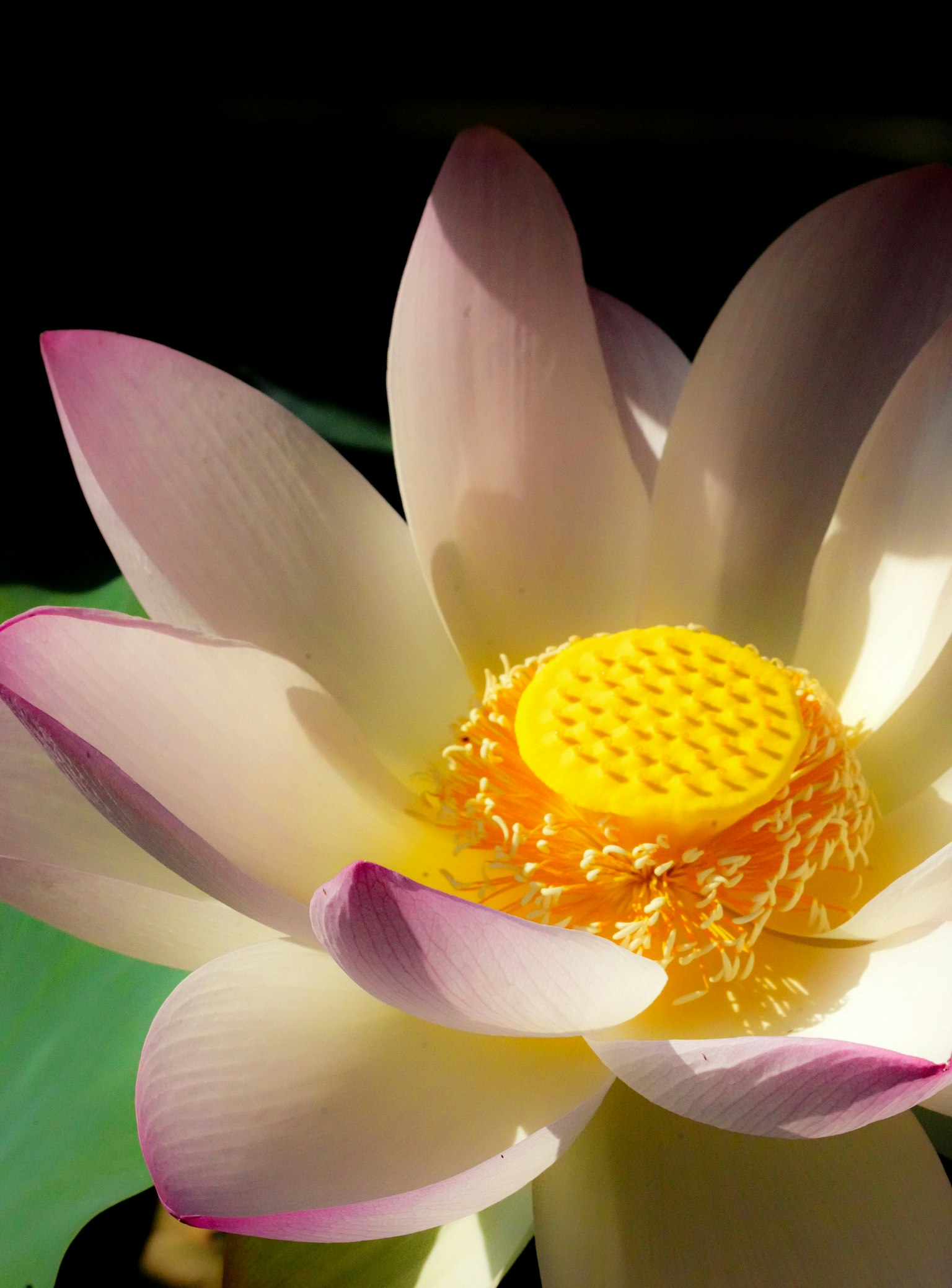 2025-12-parks-vibes-award-image-13