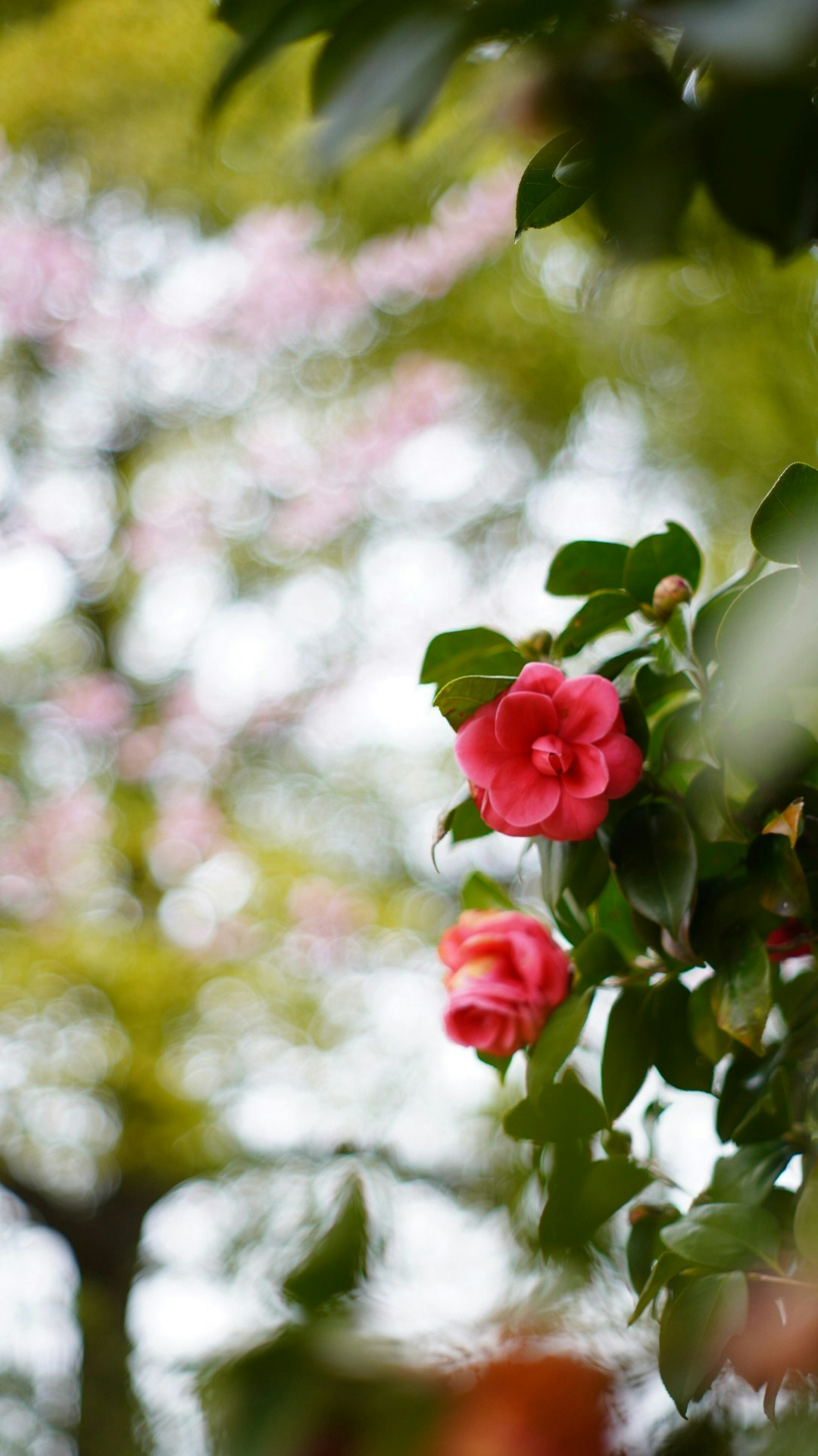 2025-04-mayu2024-oldlens-miracle-moments-image-19