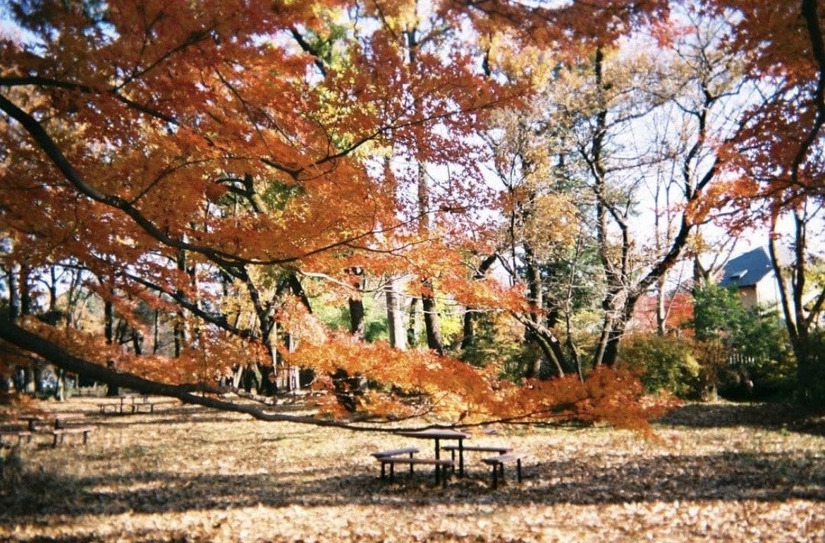 2024-06-perfect-films-developing-image-3