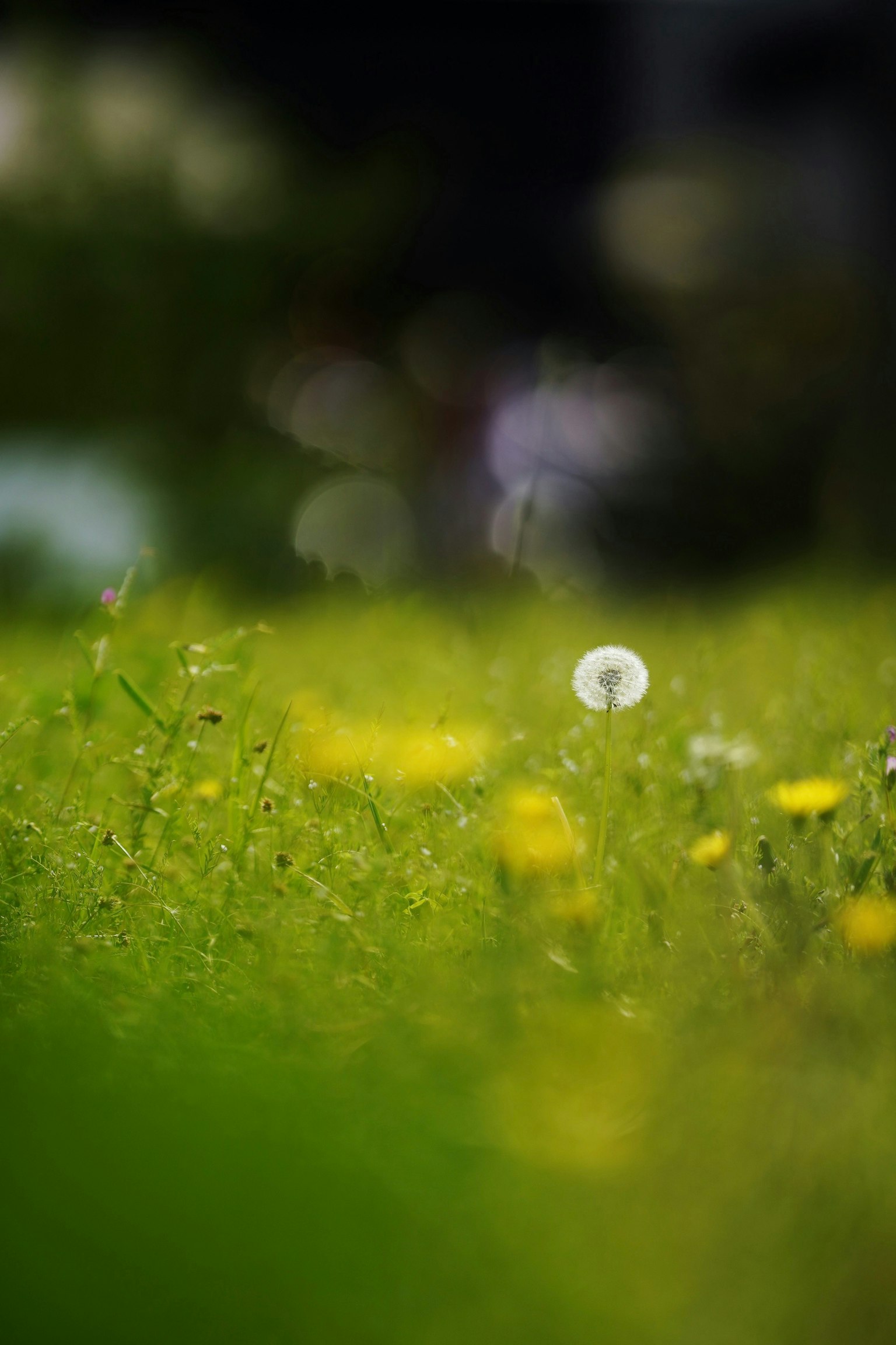 2025-04-april-photography-subjects-image-20