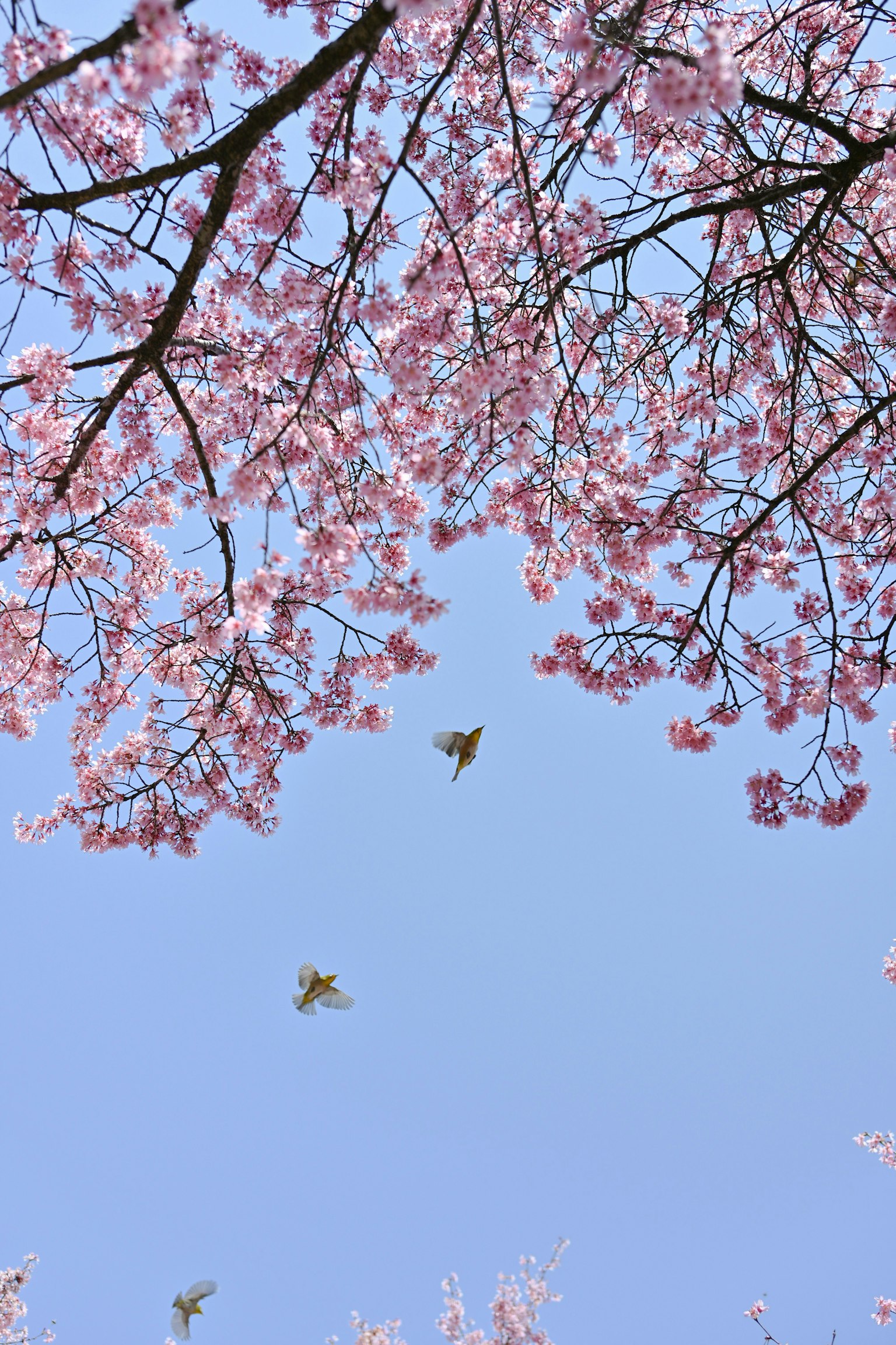 2025-06-ppp-review-by-tomoyo-image-13