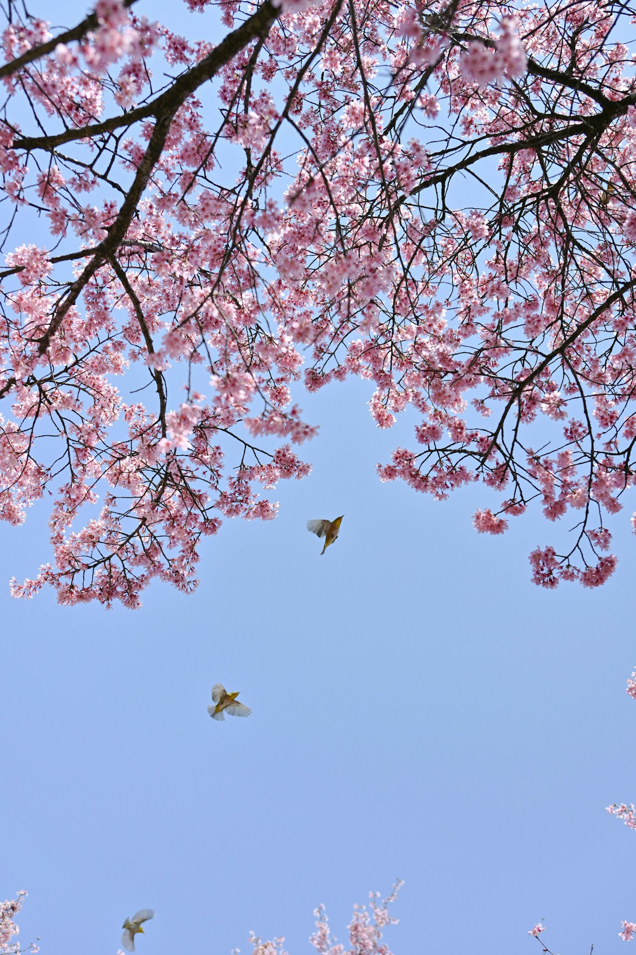 Photo by 知世