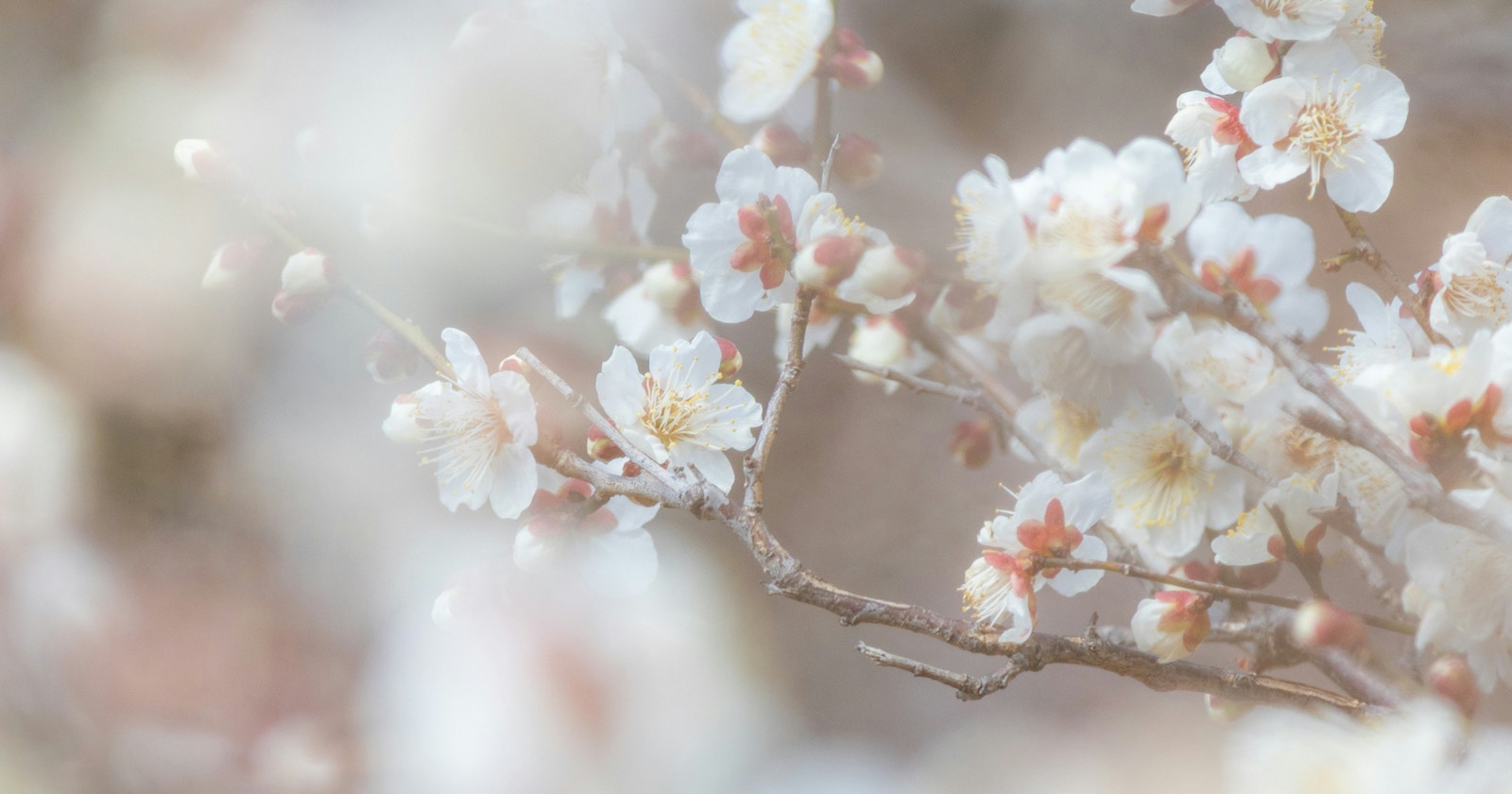 #white | Le foto bianche affascinano con il contrasto | Focus #416