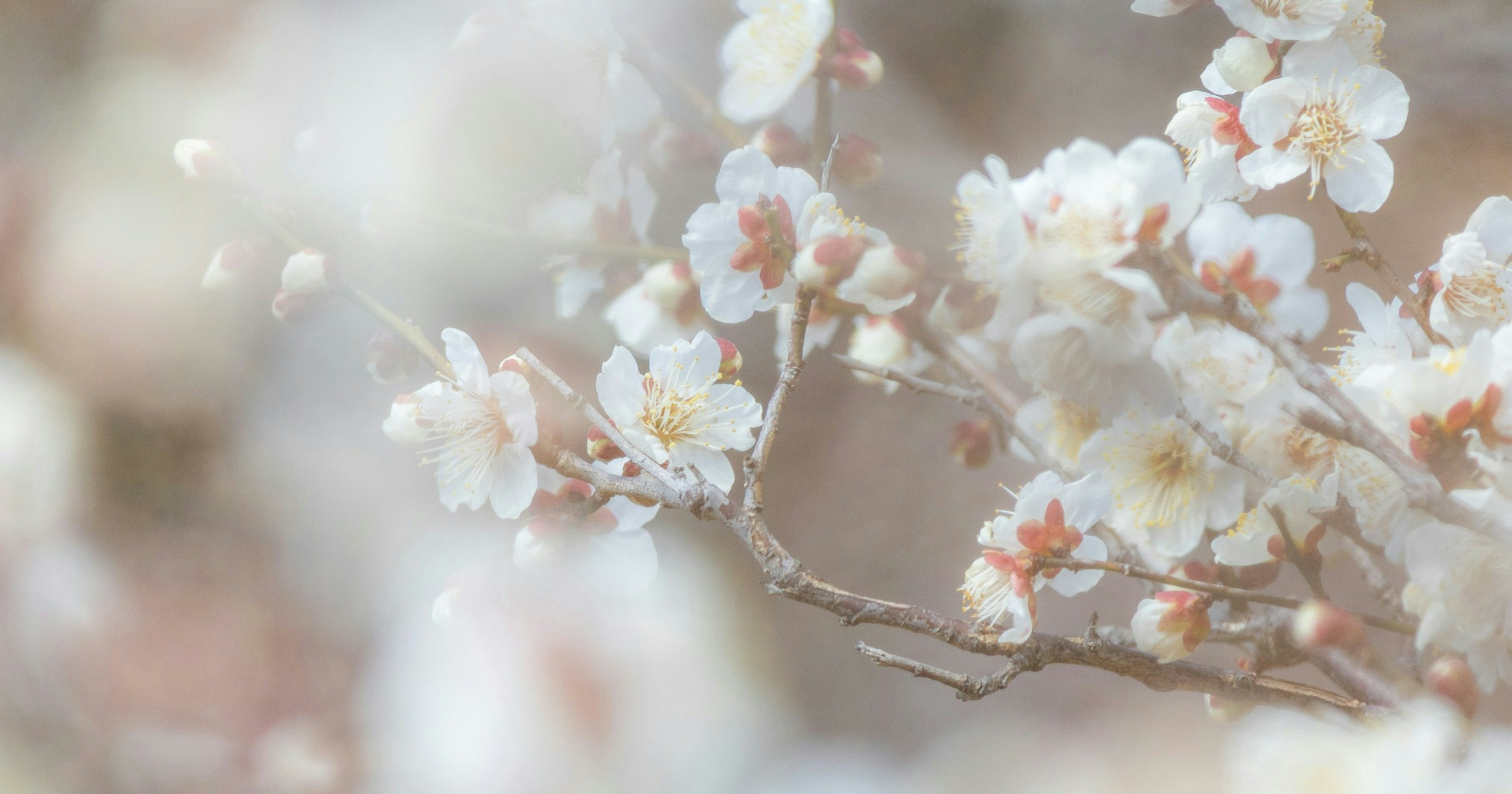#white | Le foto bianche affascinano con il contrasto | Focus #416