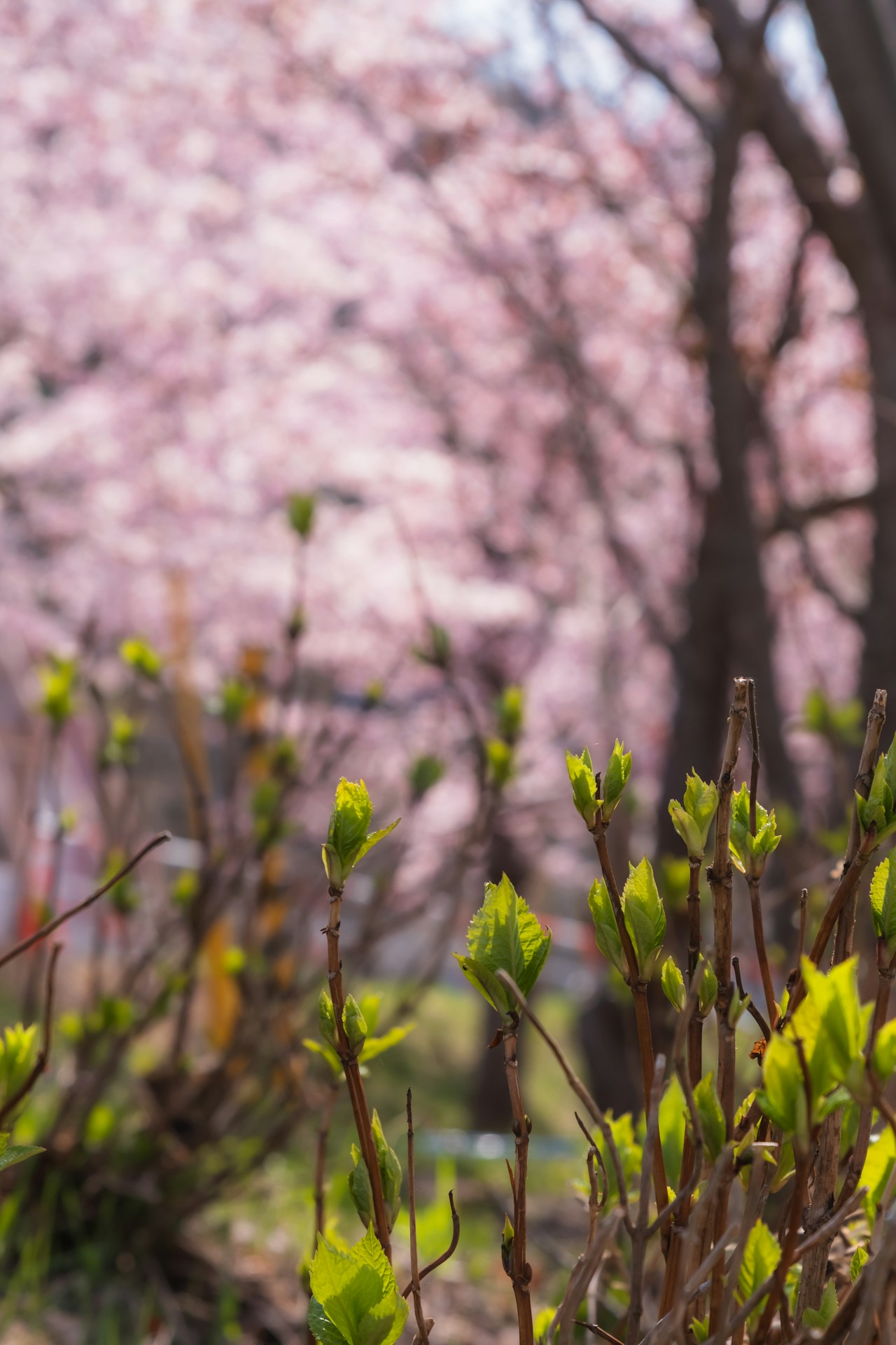 Chasing the Cherry Blossom Front: Exploring Spring Across Japan | Focus #57
