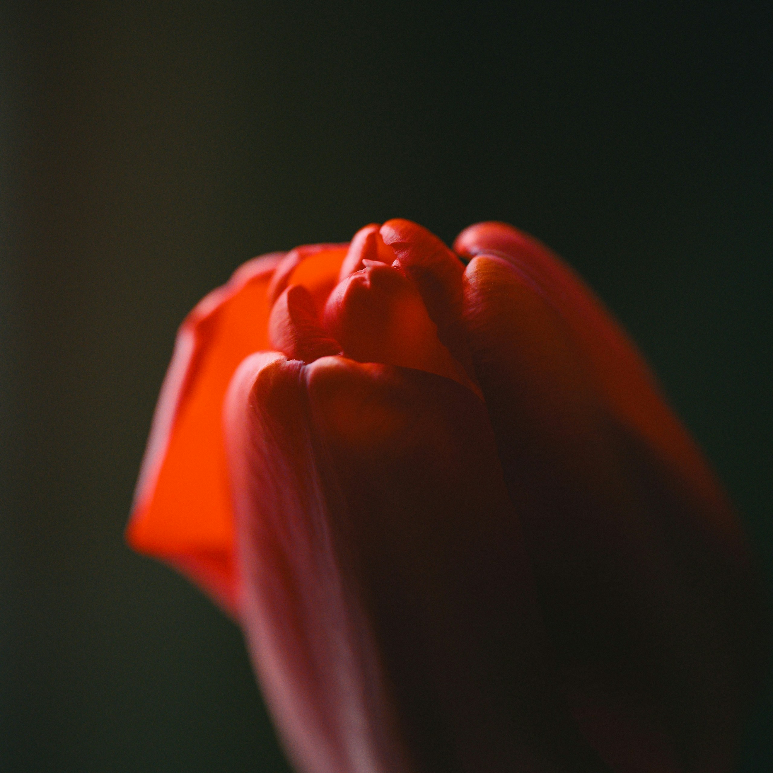 Photo by Bob Miyan