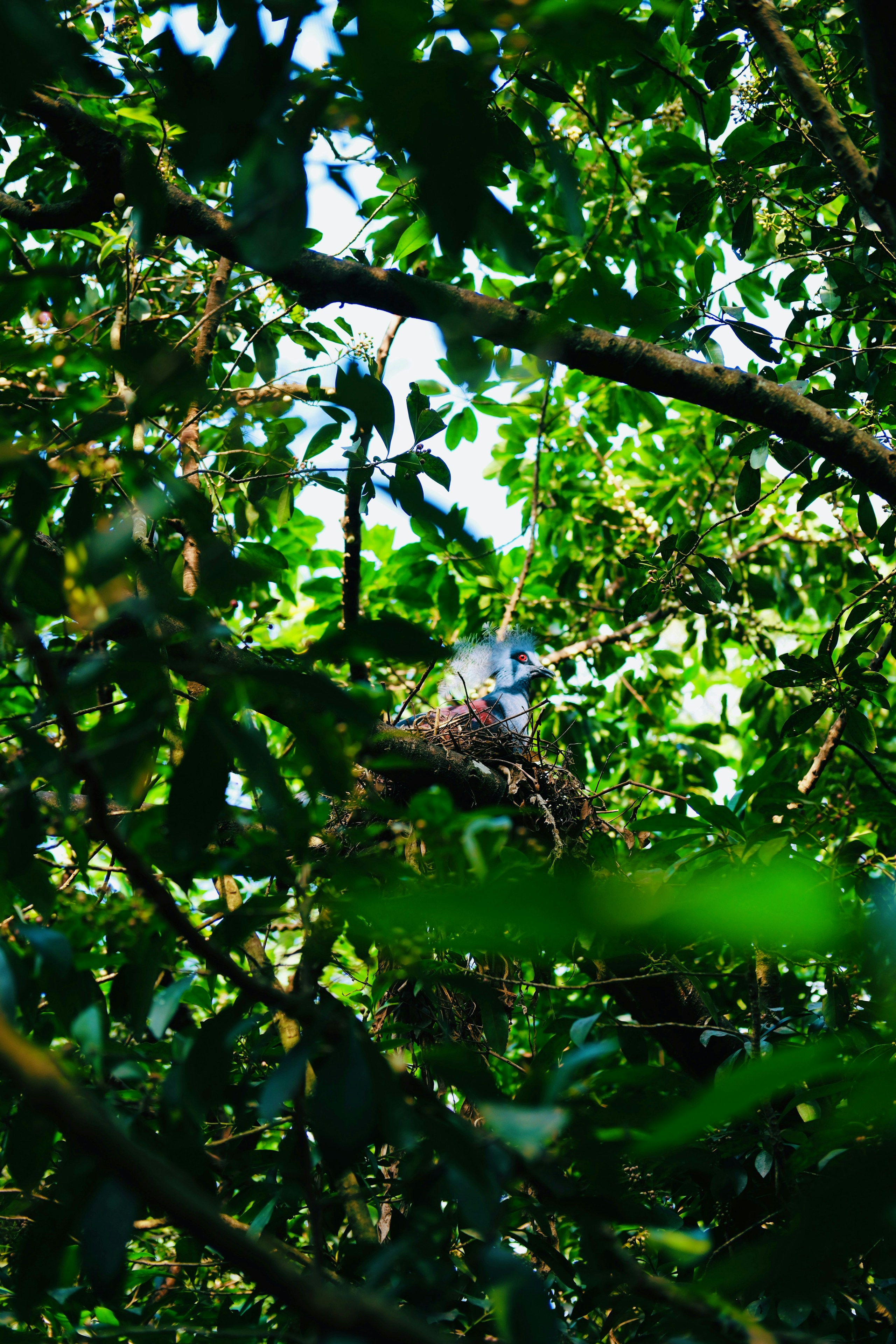 2026-07-find-new-pieces-wild-birds-image-10