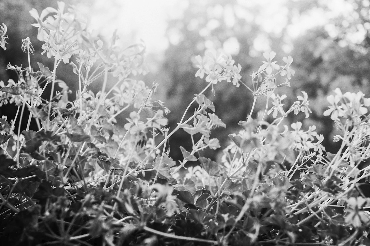 © Leica