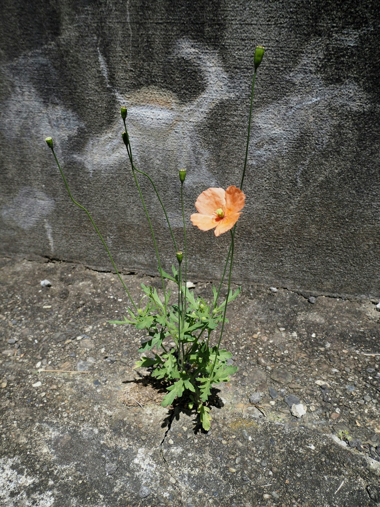 Photo by kitokazetooto