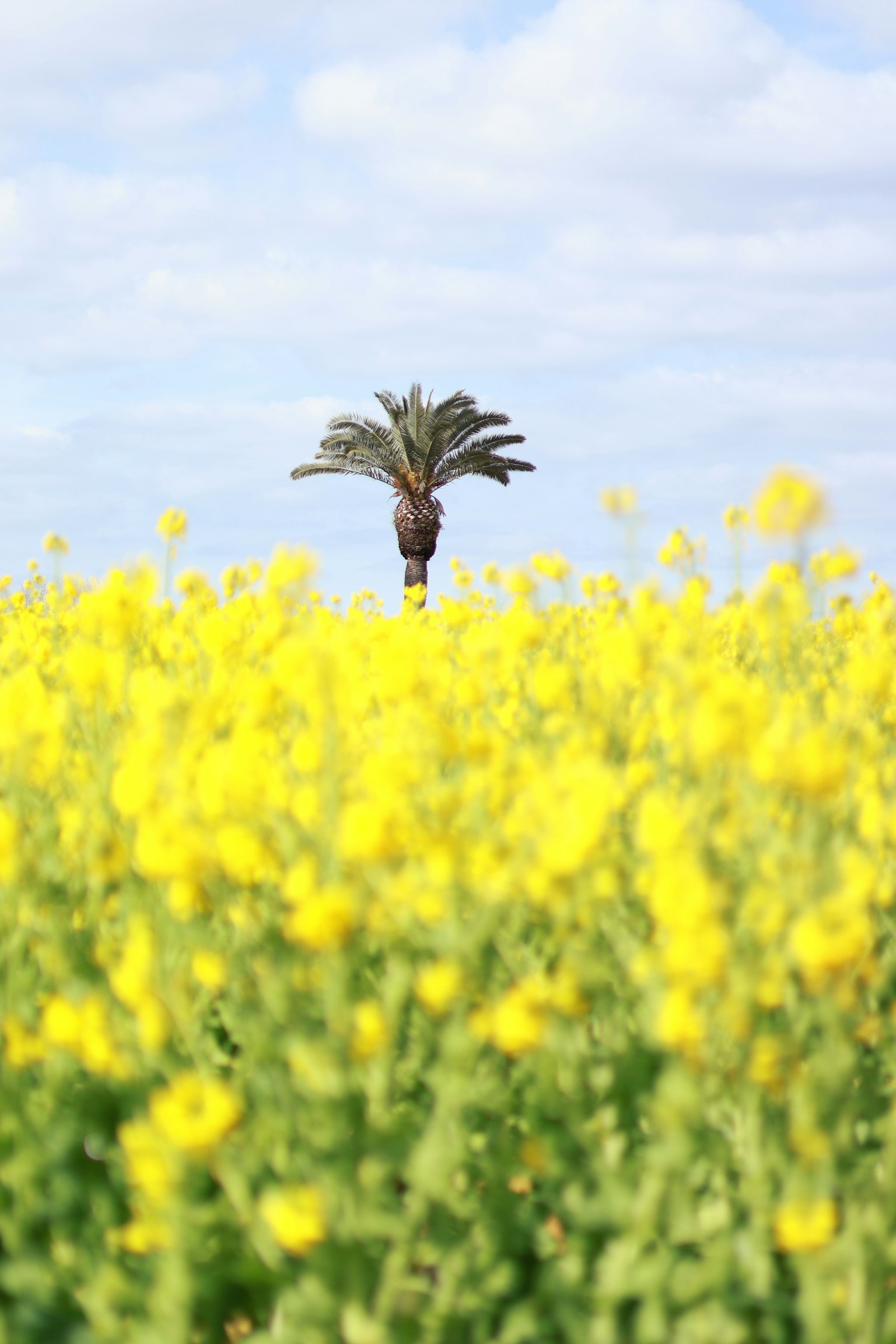2024-03-spring-melody-image-10