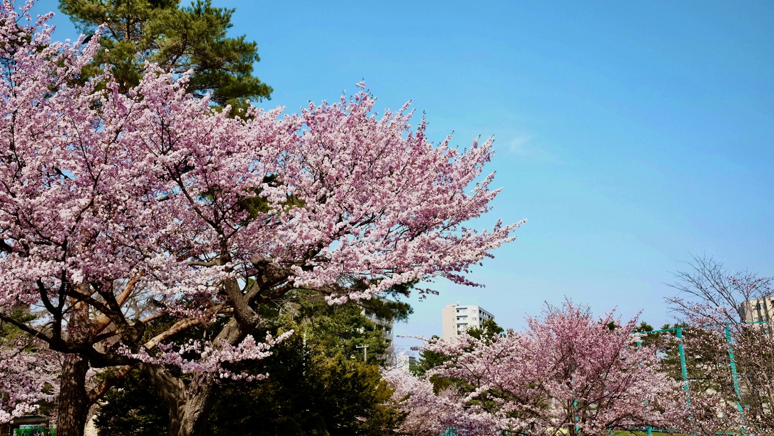 2024-11-sapporo-sightseeing-spots-image-3