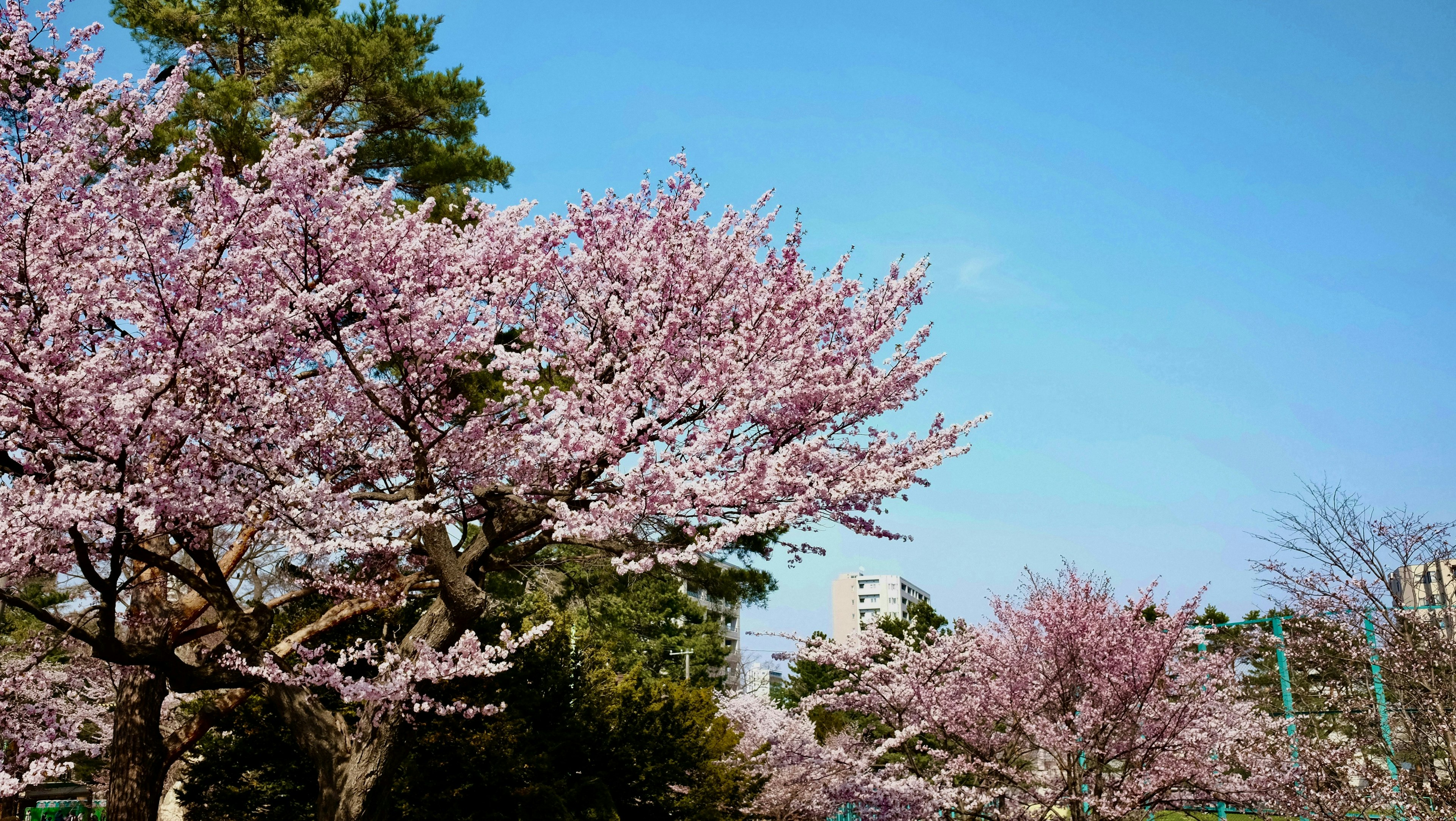 2024-11-sapporo-sightseeing-spots-image-3