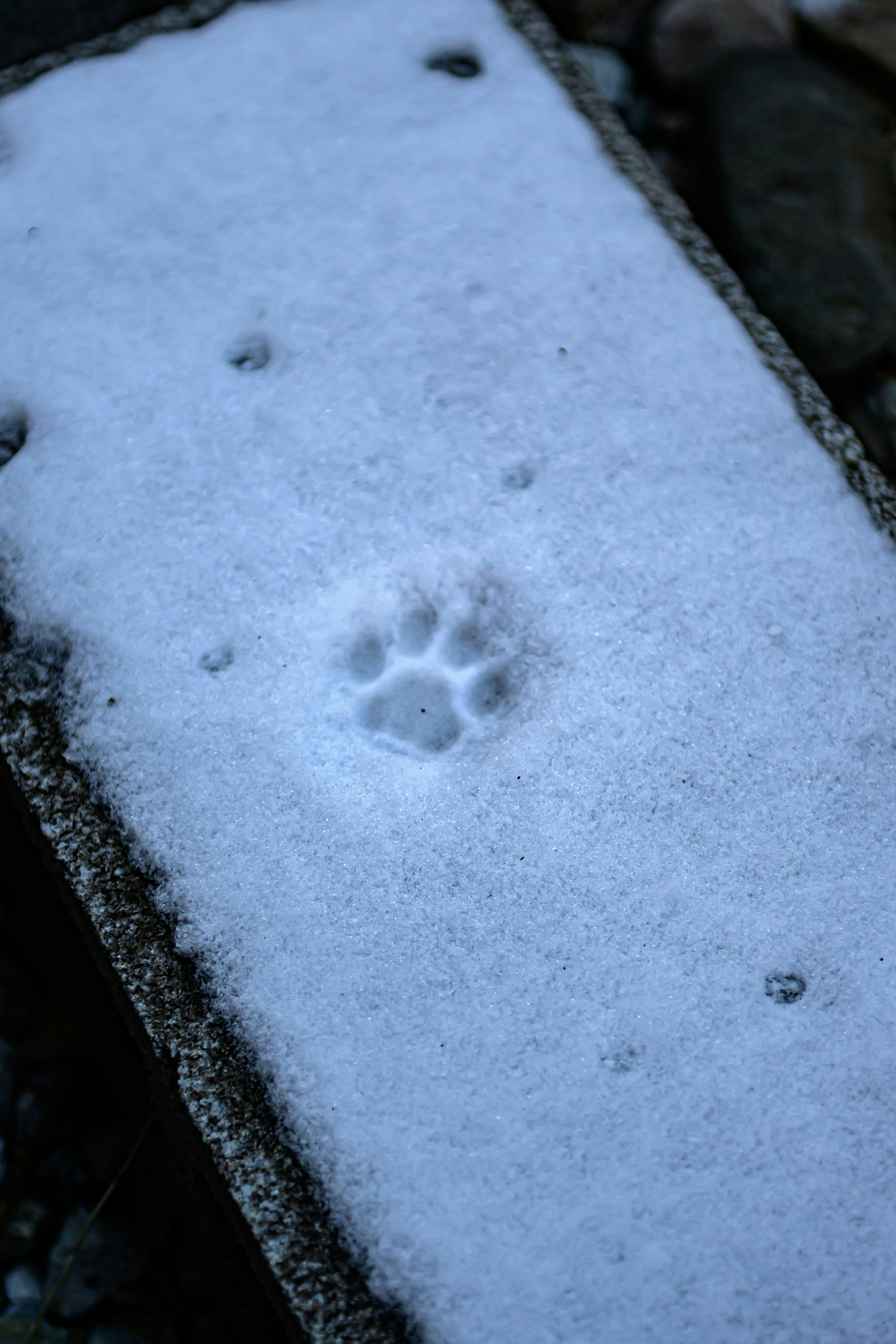 2026-03-animal-image-4