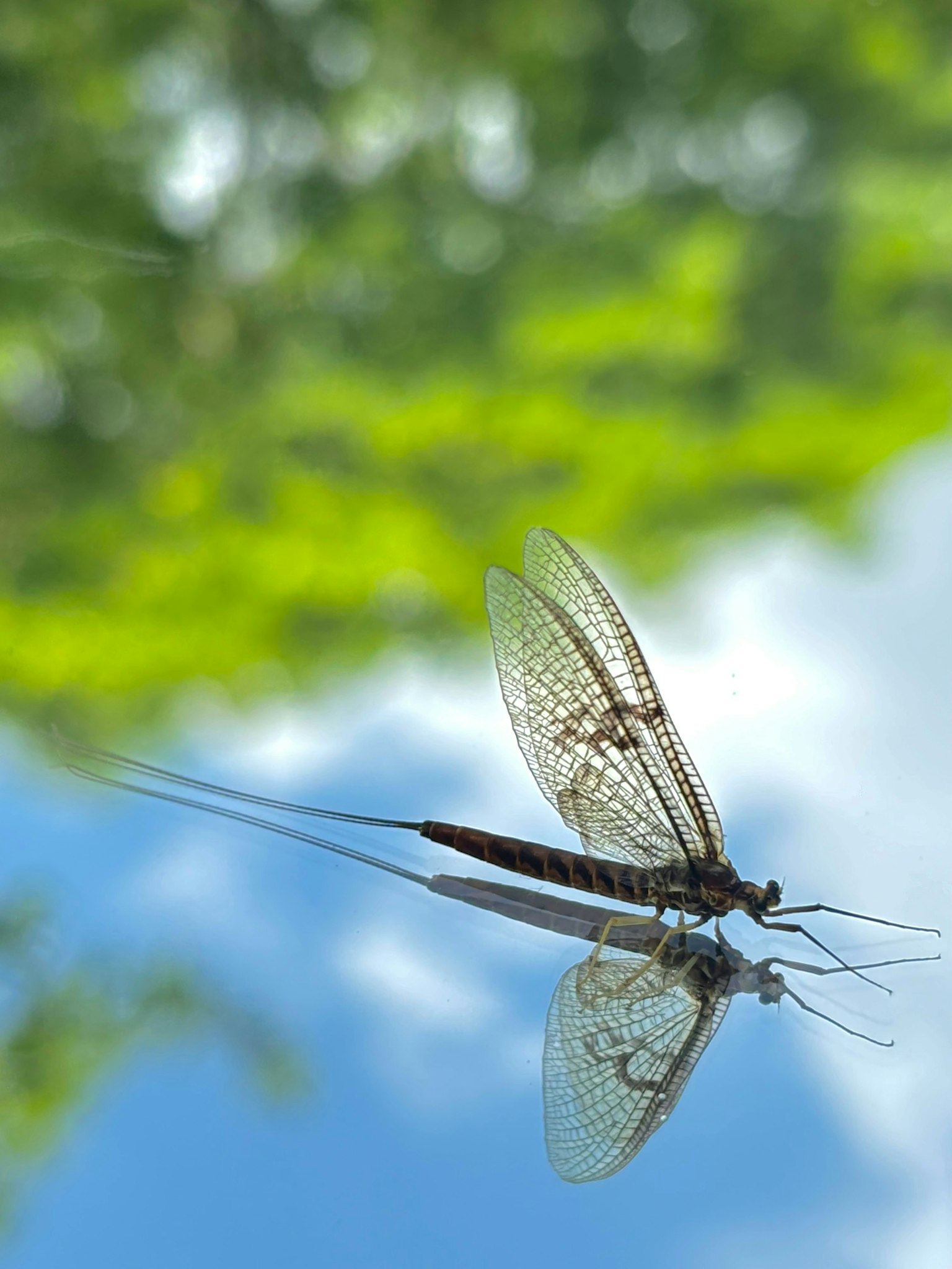 2025-06-mirror-report-image-5