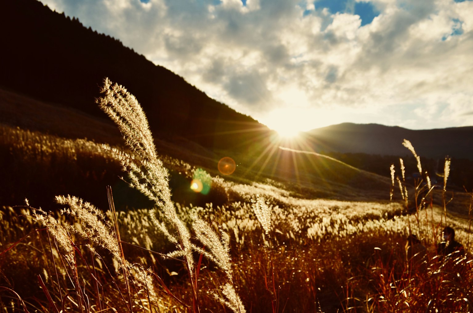 2024-11-november-photography-subjects-image-15