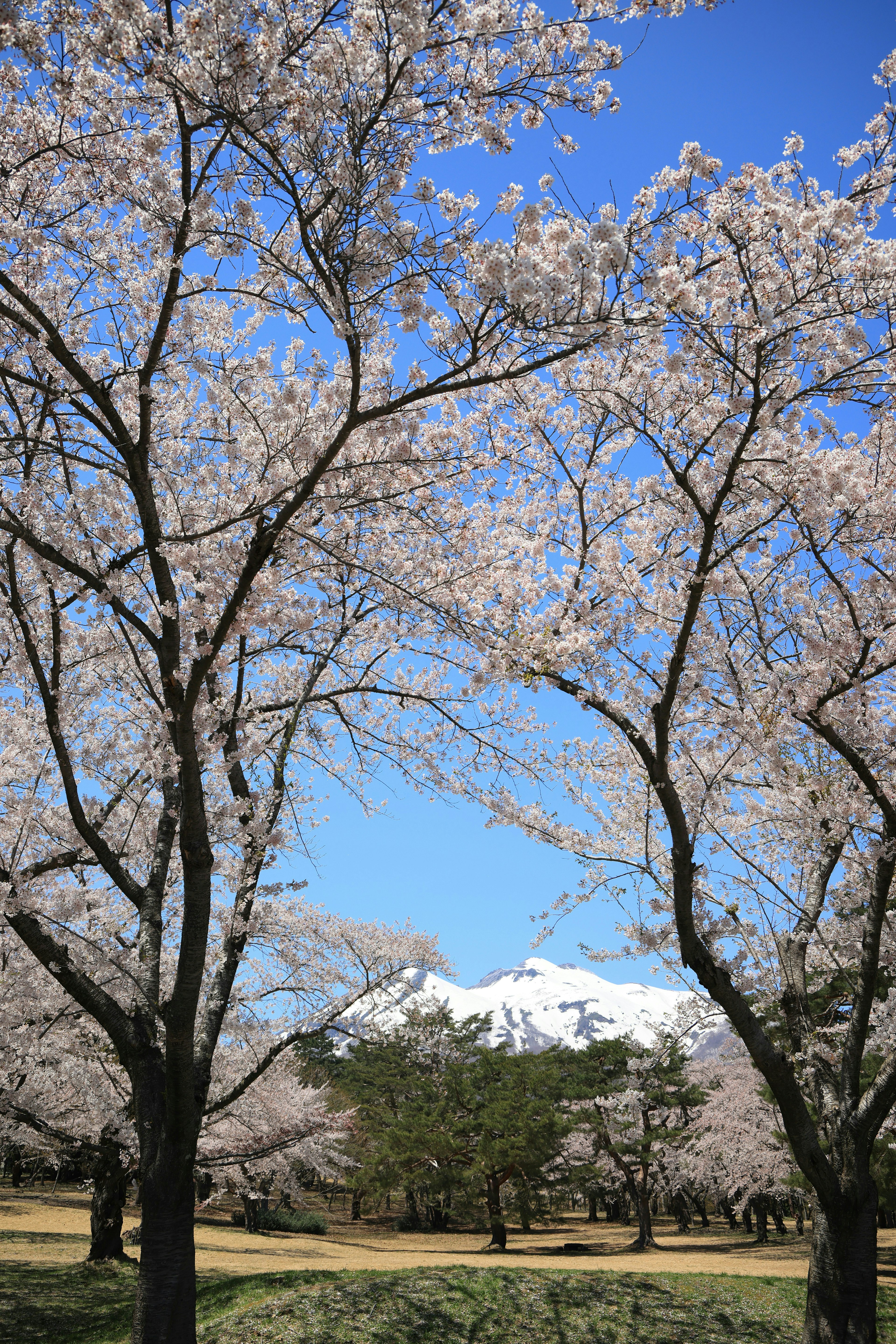 2025-06-aomori-image-3