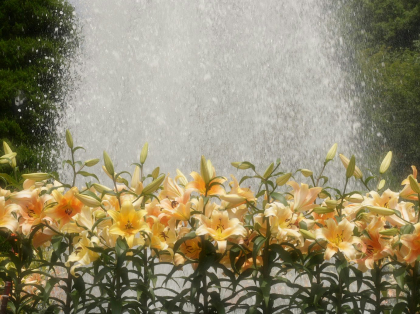 2024-08-100-years-of-future-blooms-image-6