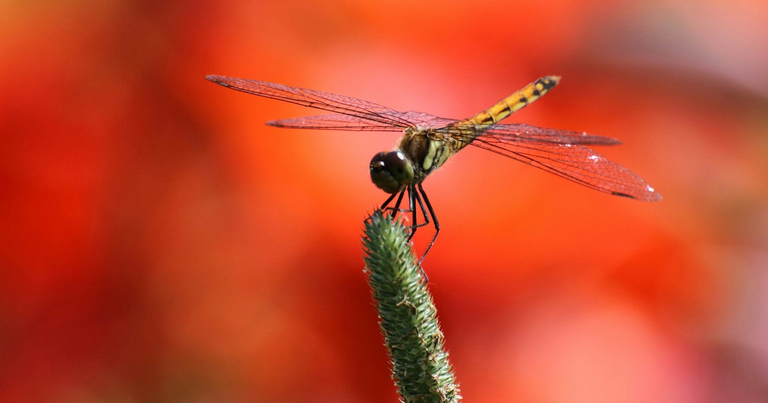 2025-10-october-diary-cover-image