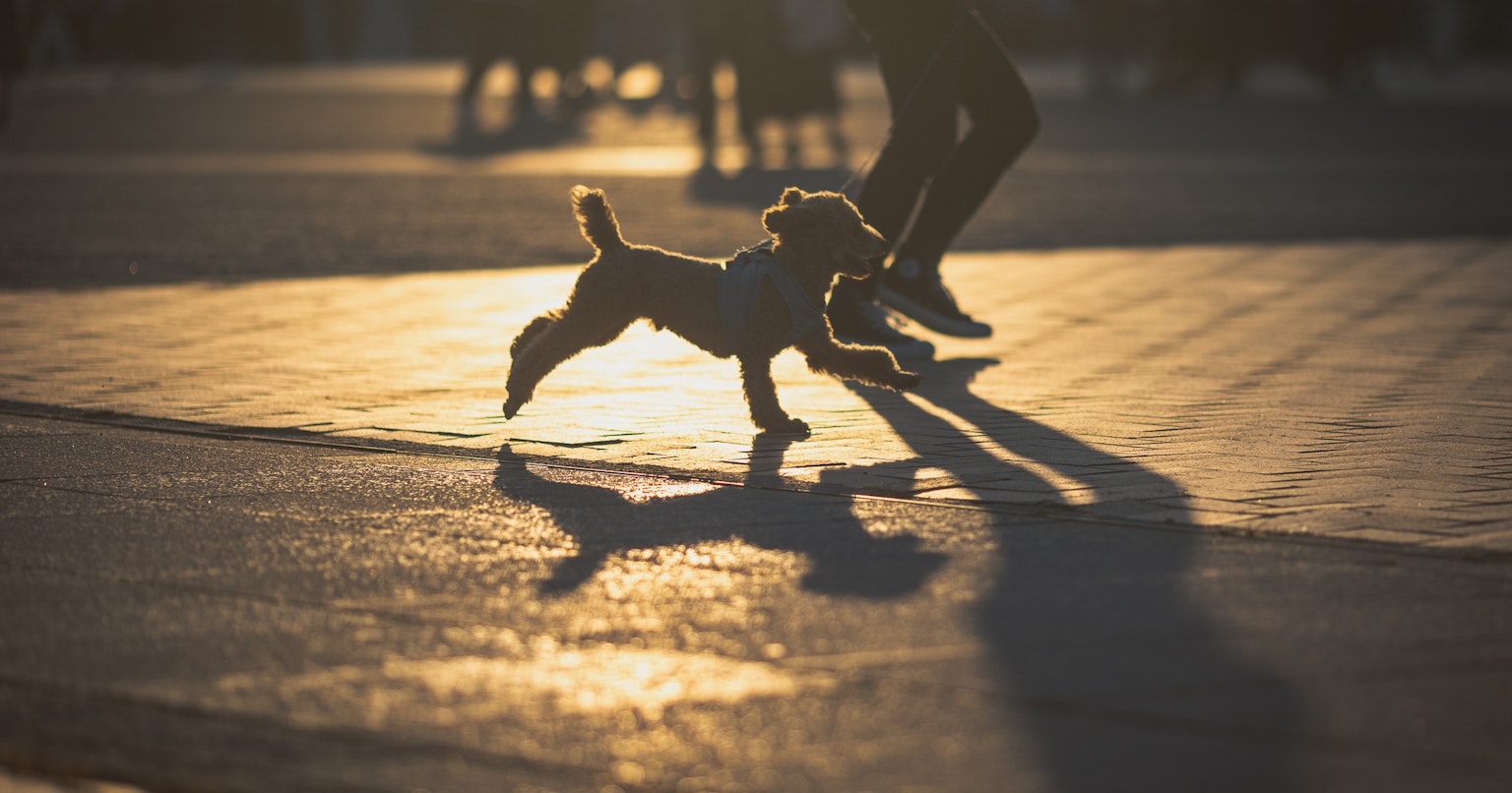 2024-05-single-focus-lens-cover-image