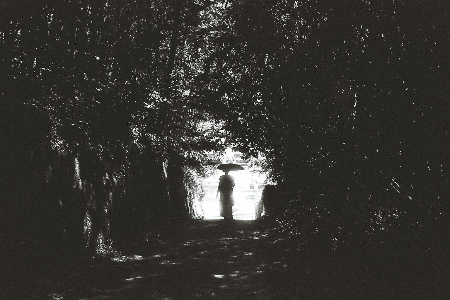 2024-09-monochrome-autumn-photography-image-12