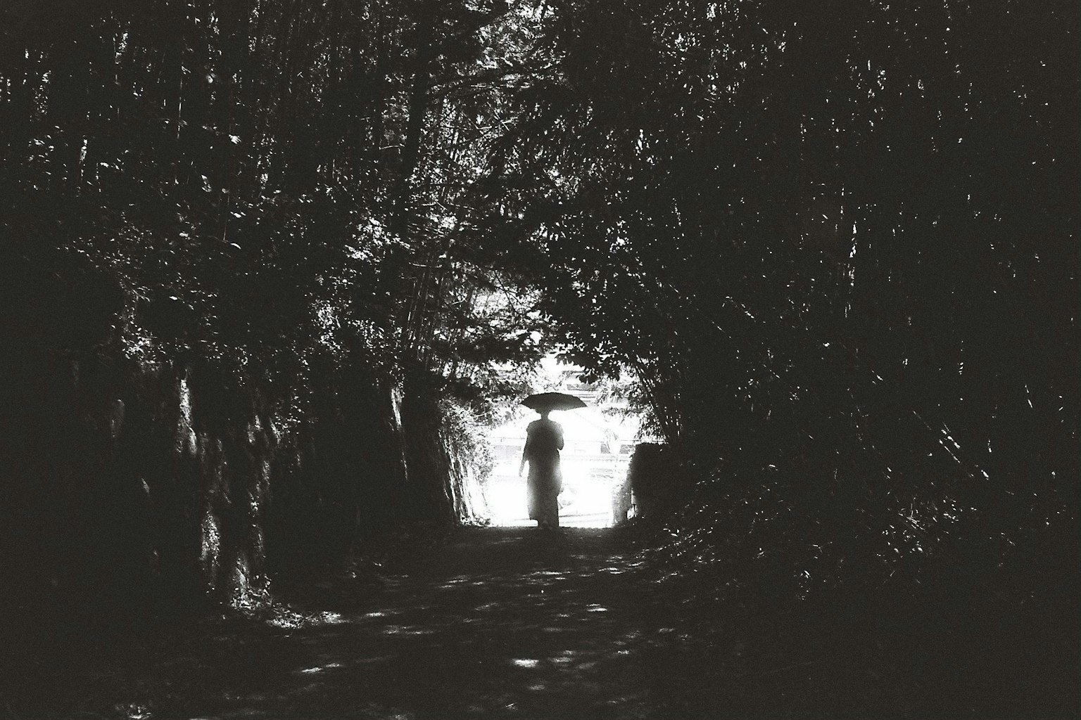 2024-09-monochrome-autumn-photography-image-12