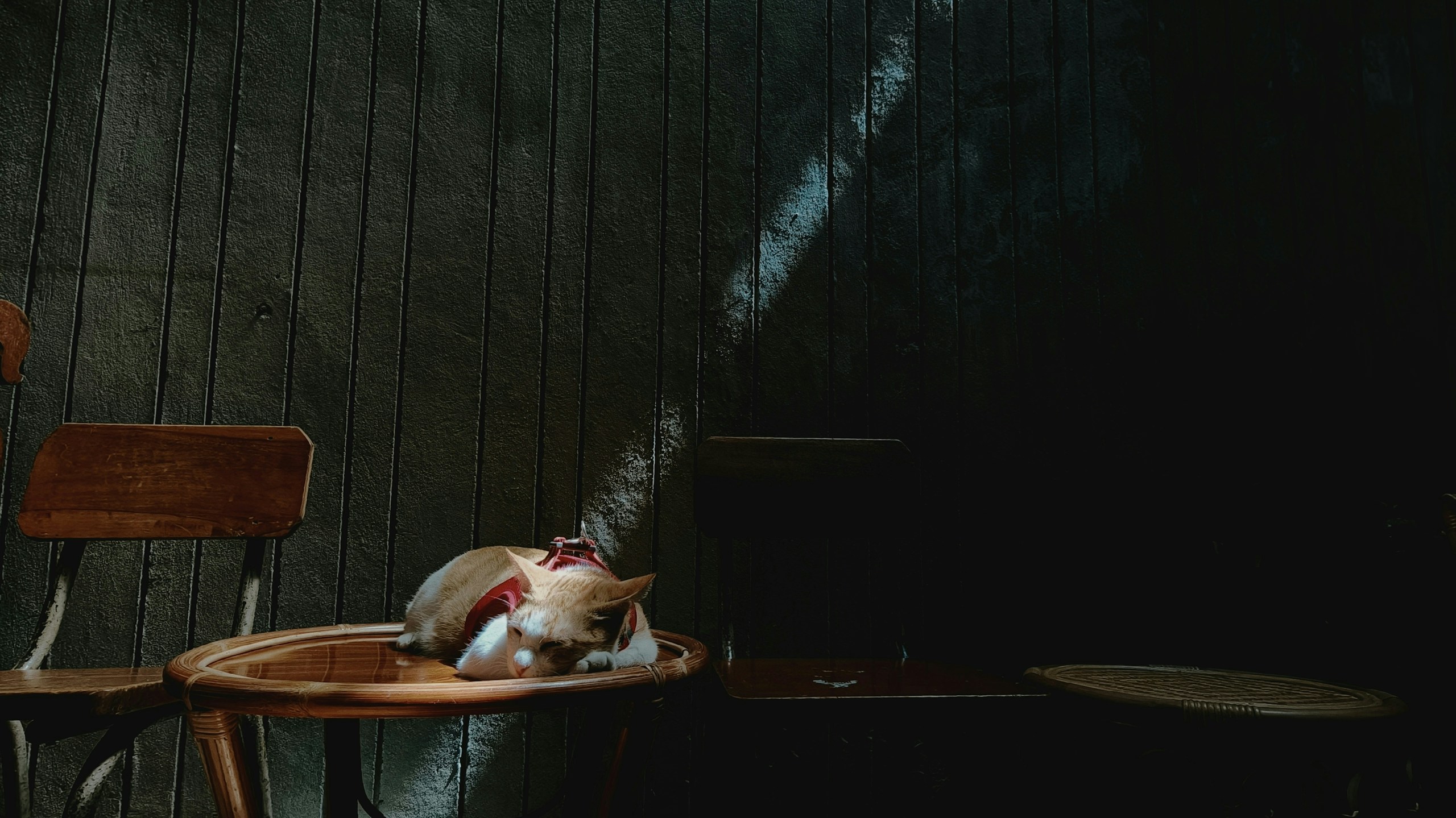 2026-04-find-new-pieces-cat-image-106