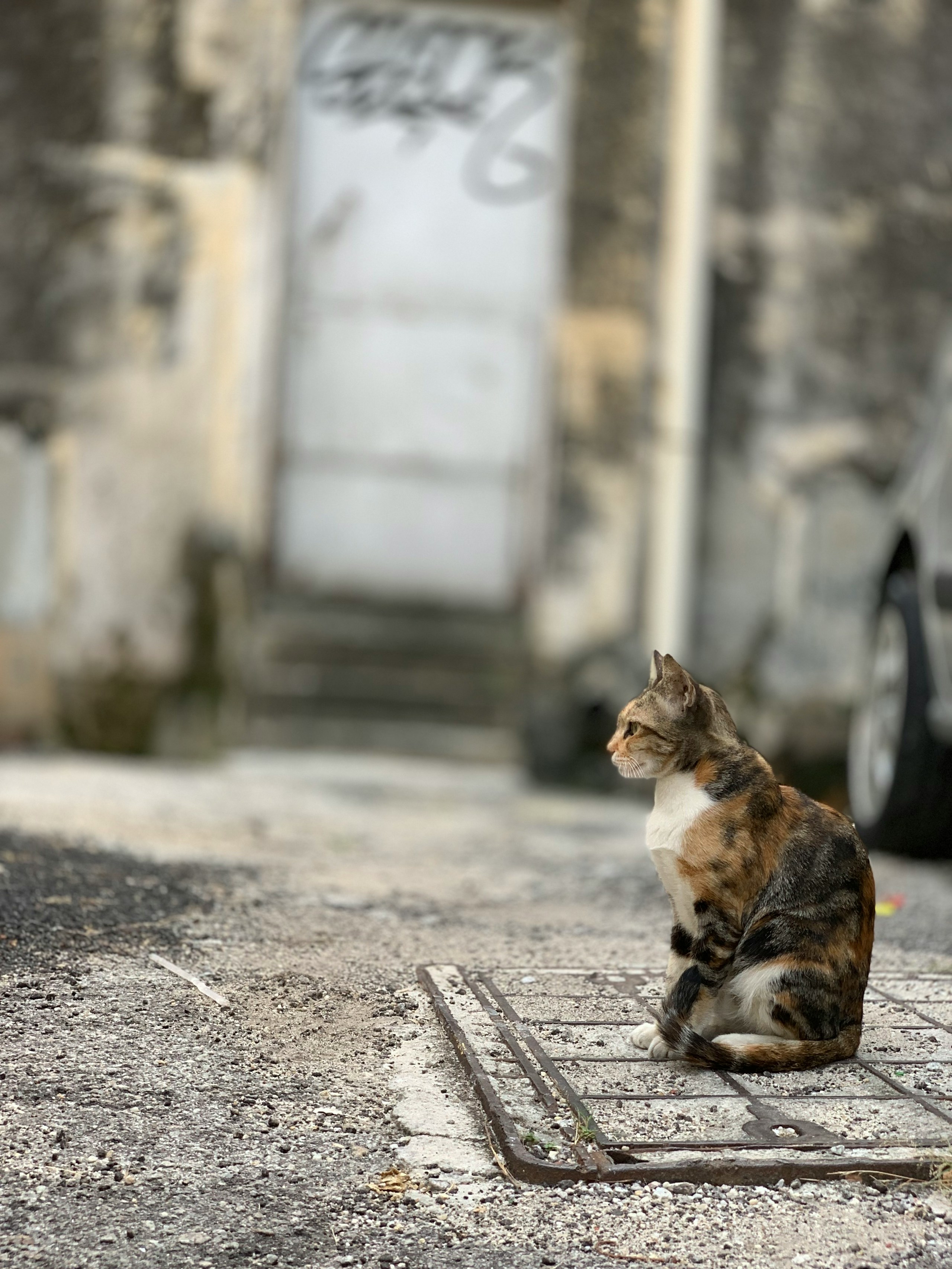 2024-04-roji-neko-image-4