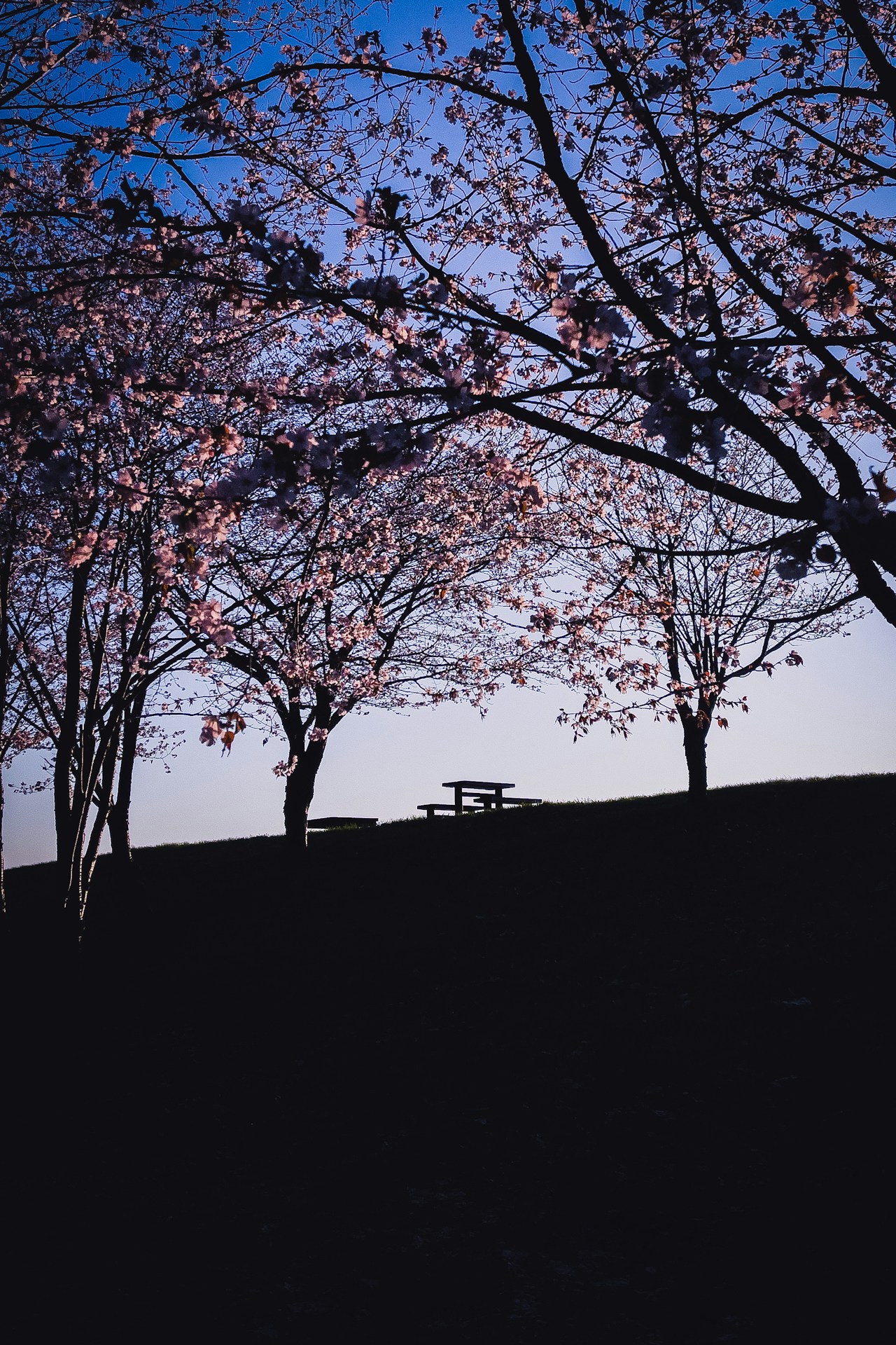 "iPhone as a Camera" - Capture Effortlessly | Focus #128