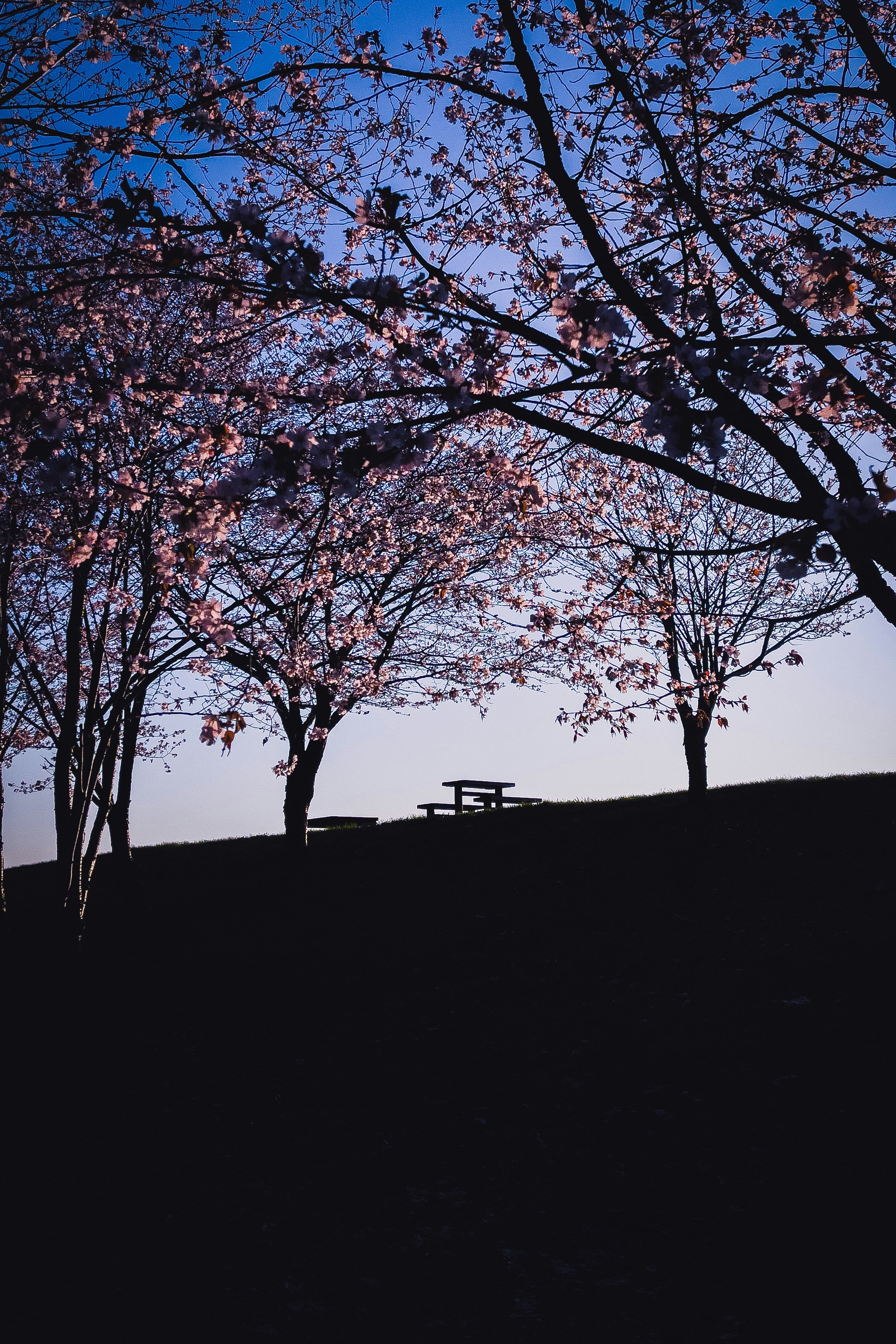 2024-05-iphone-photography-image-12