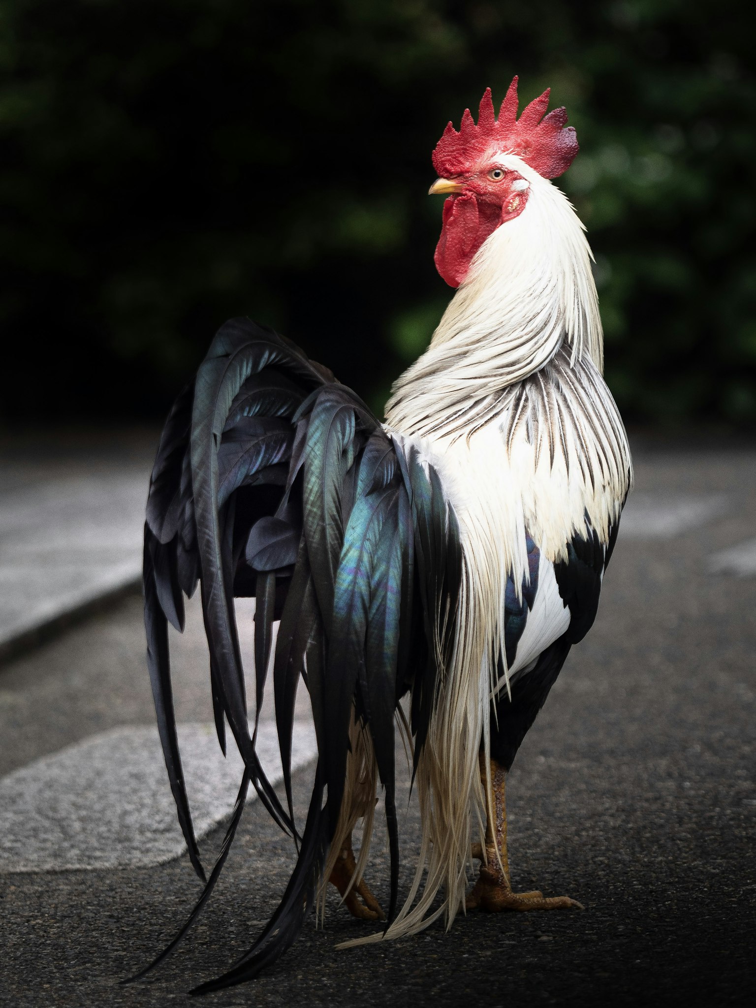 2023-10-world-animal-day-image-5