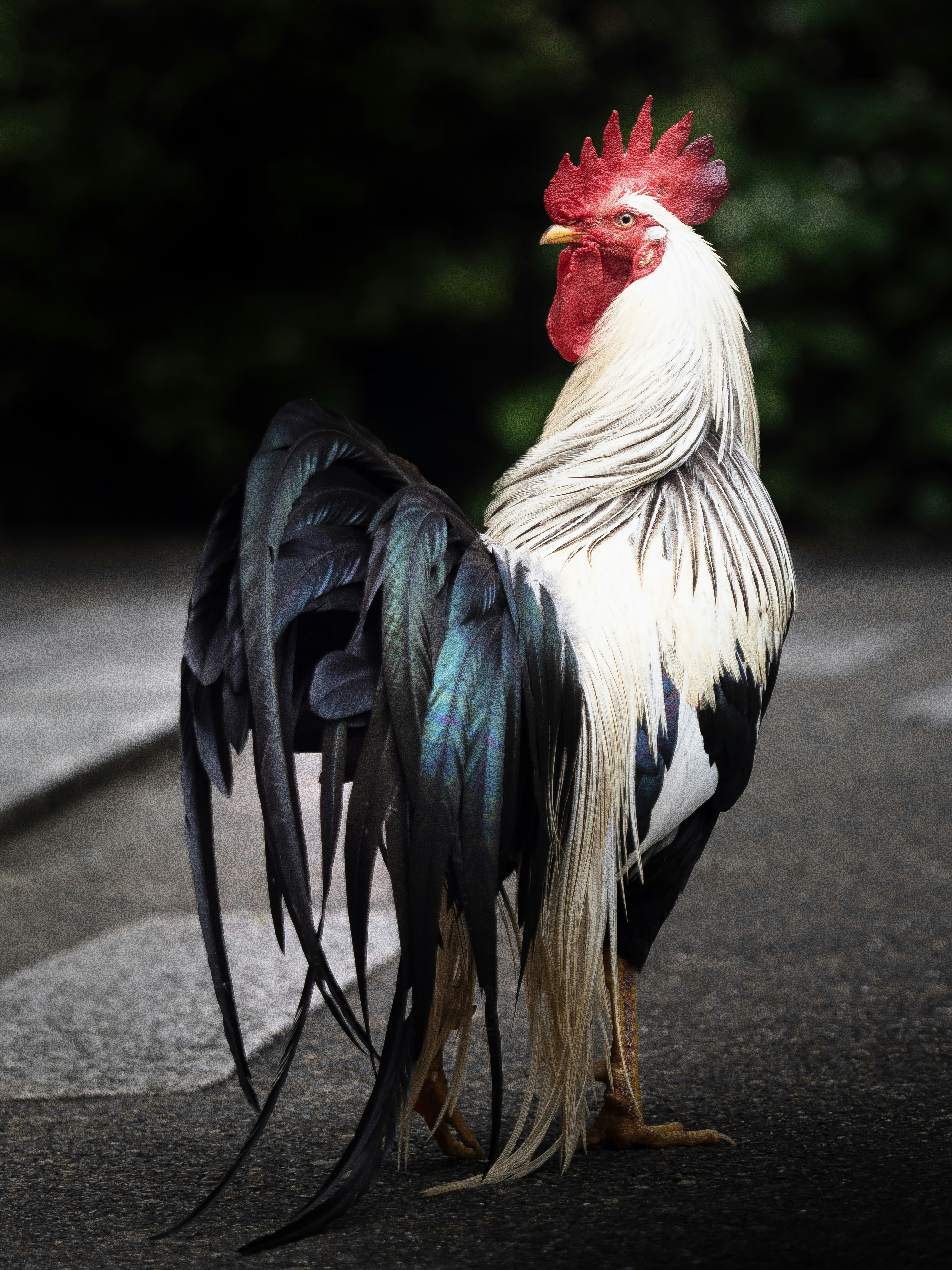 2023-10-world-animal-day-image-5
