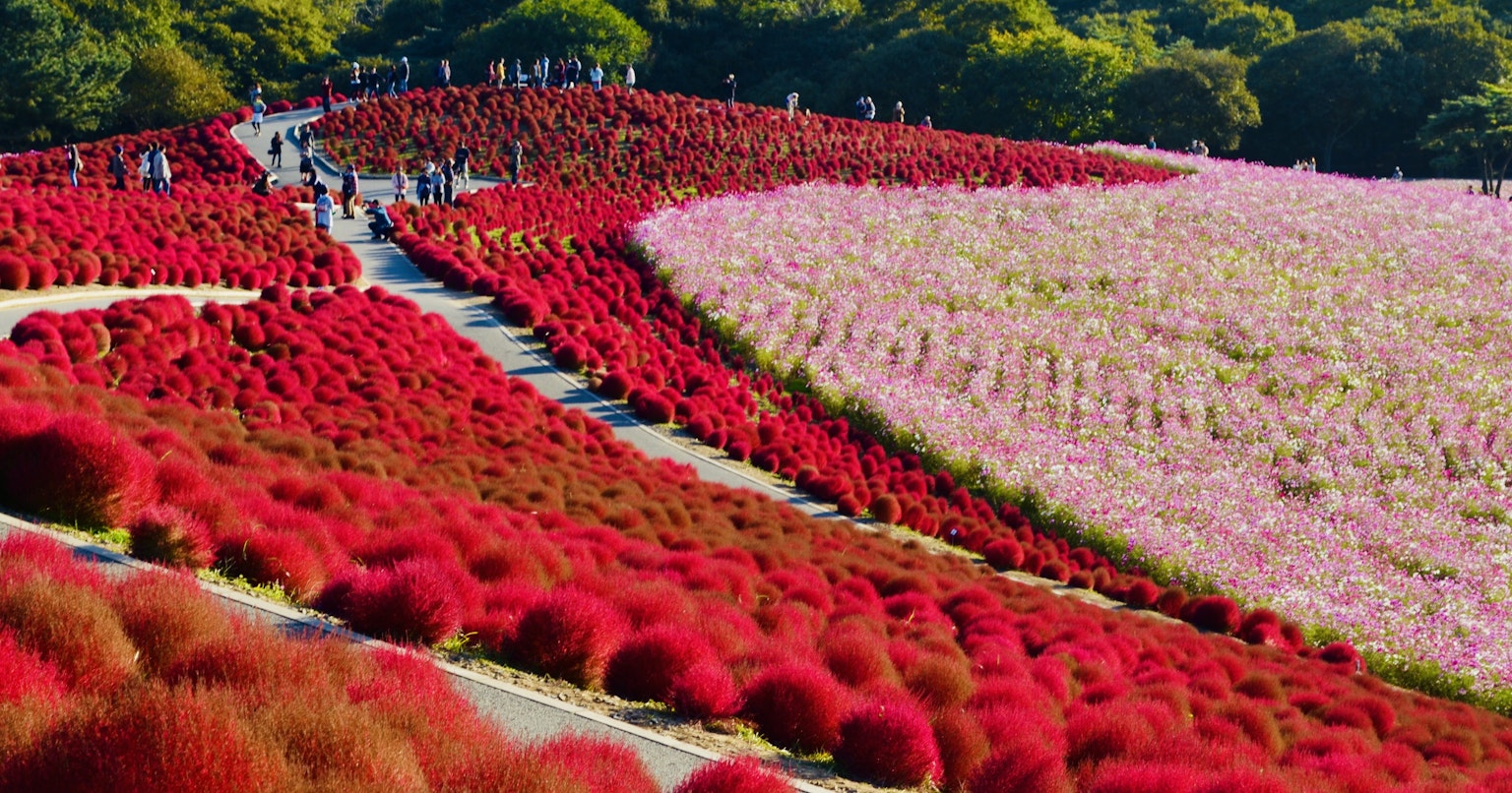 2024-10-hitachi-kaihin-park-cover-image